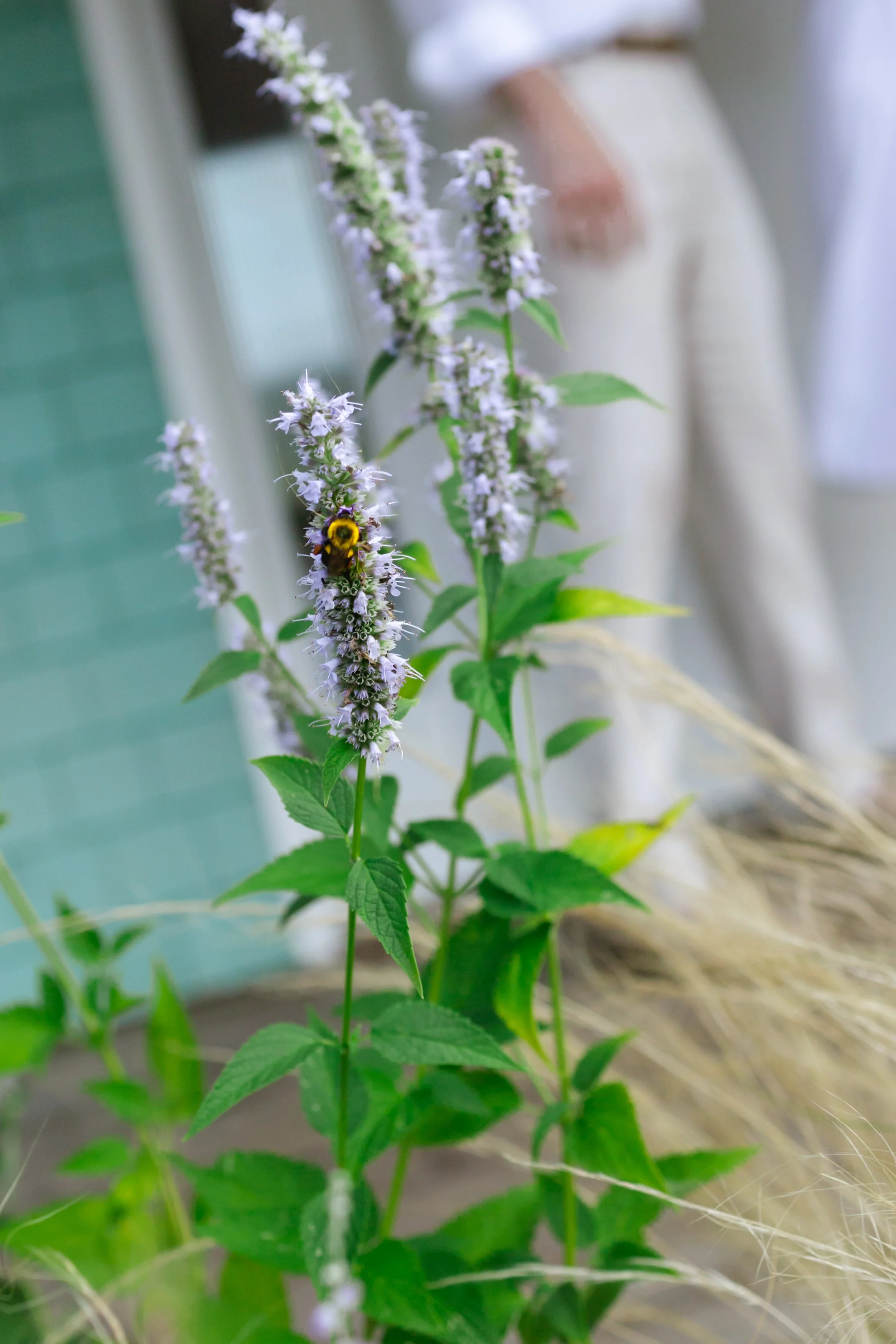 A tall flowering plant with purple and white flowers, a bee collecting nectar, and green leaves, with a blurred background of a porch or outdoor area.