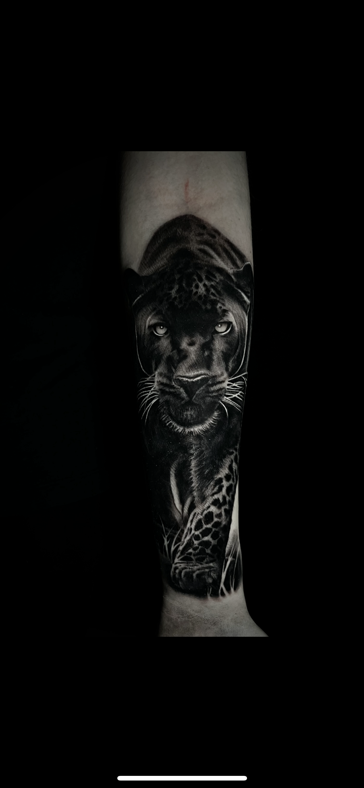 Black and gray tattoo of a panther on a person's forearm, with the panther's face detailed and looking forward.