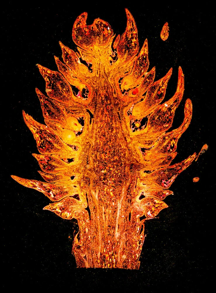 Olszewski_Final_1 (1).webp