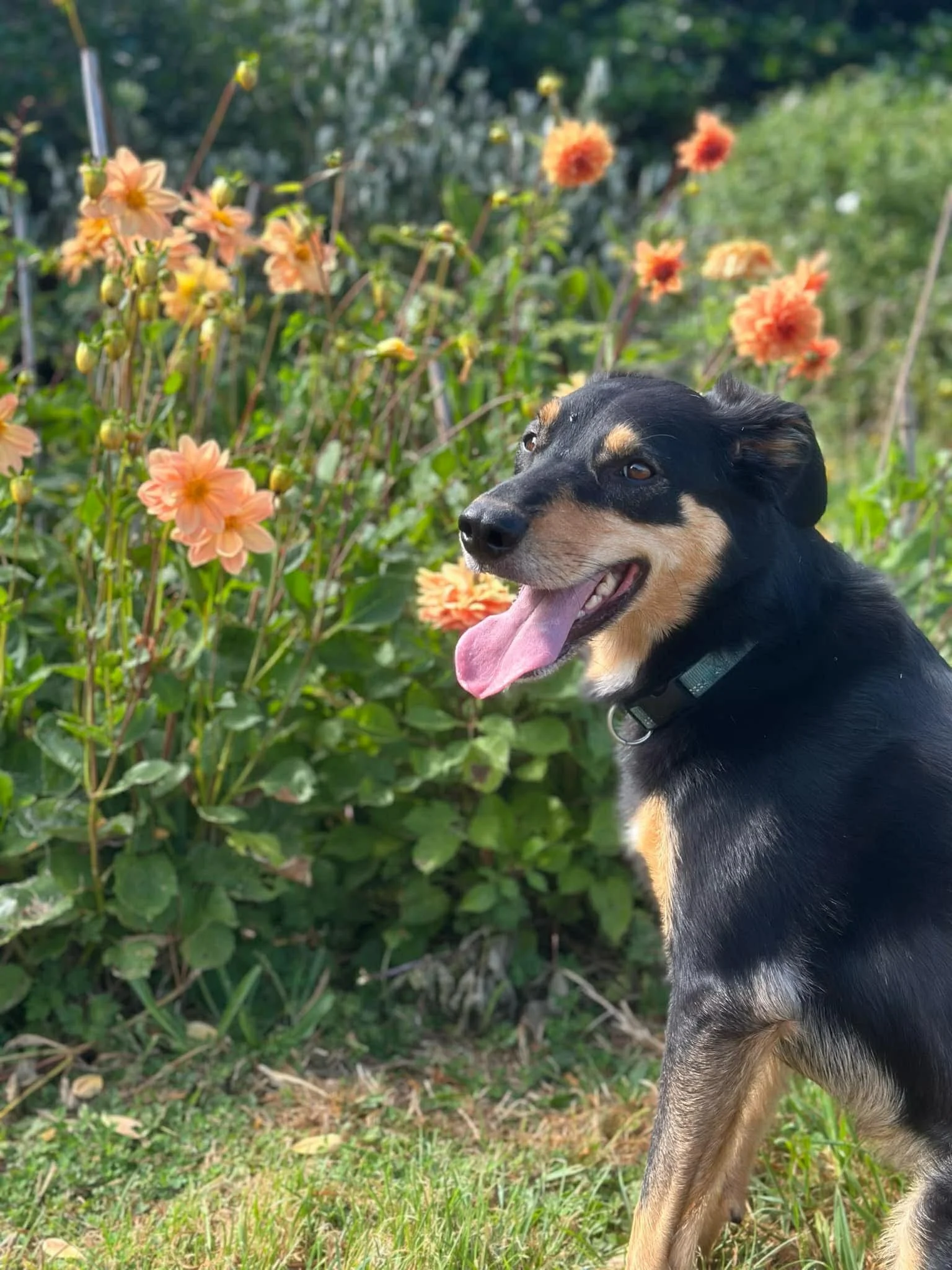A black and tan dog sitting on grass next to peach-colored flowers in a garden.