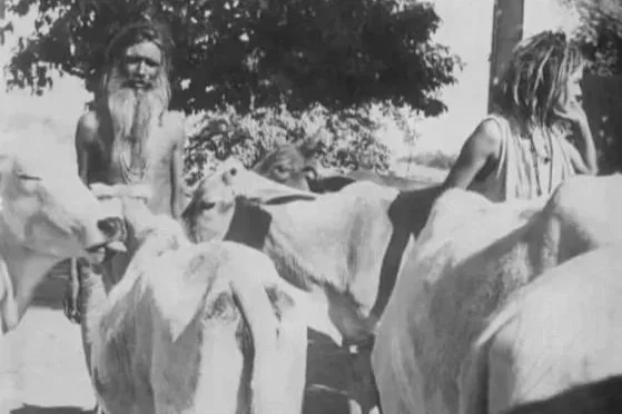 baba_mataji_cows_jpg.jpg