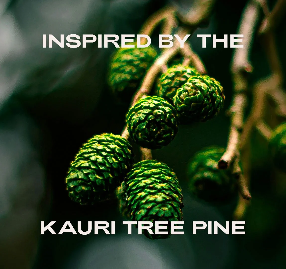 Nahaufnahme von grünen Zapfen vom Kauri Baum 'Inspired by the Kauri Tree Pine'.