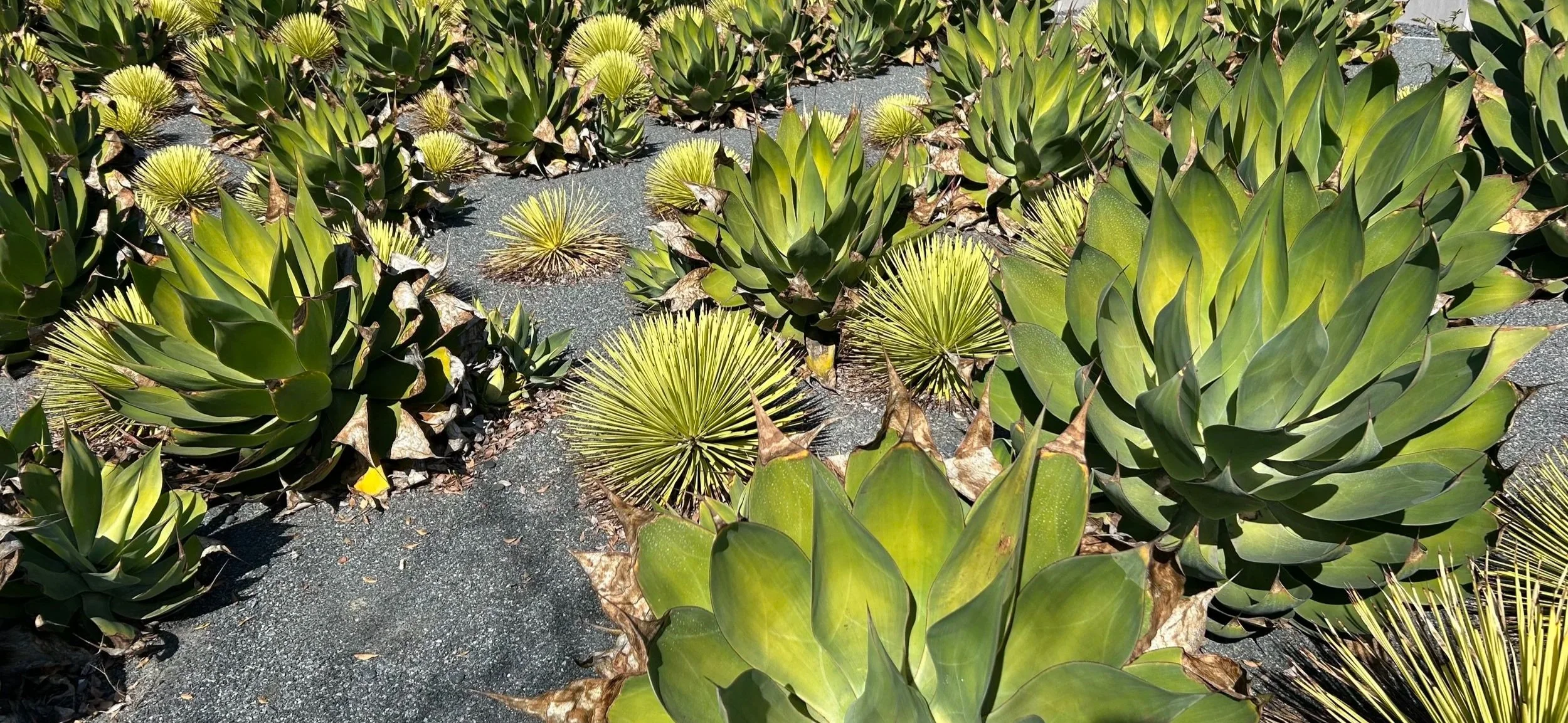 Succulent plants in the ground