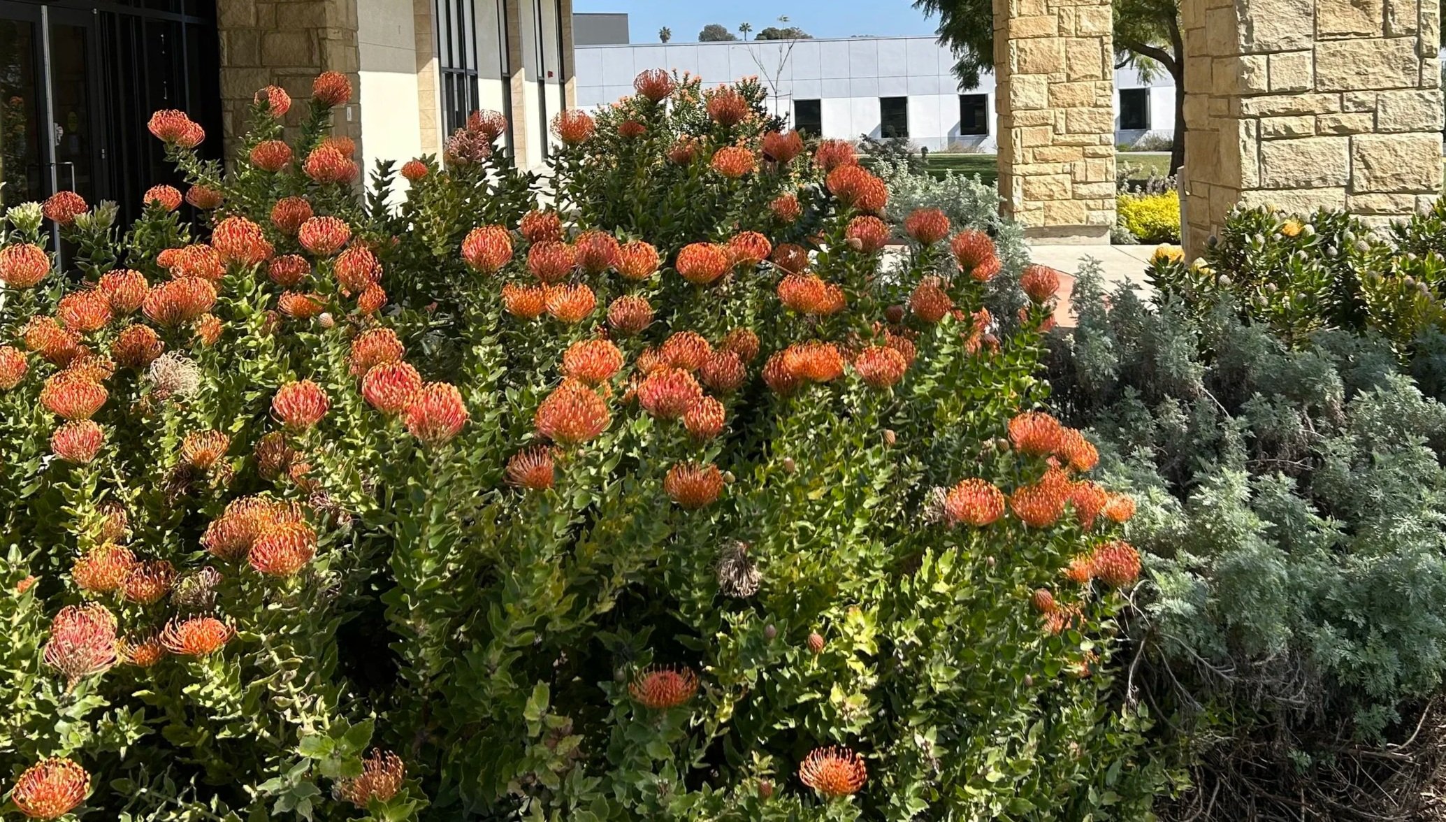 Flowering bush