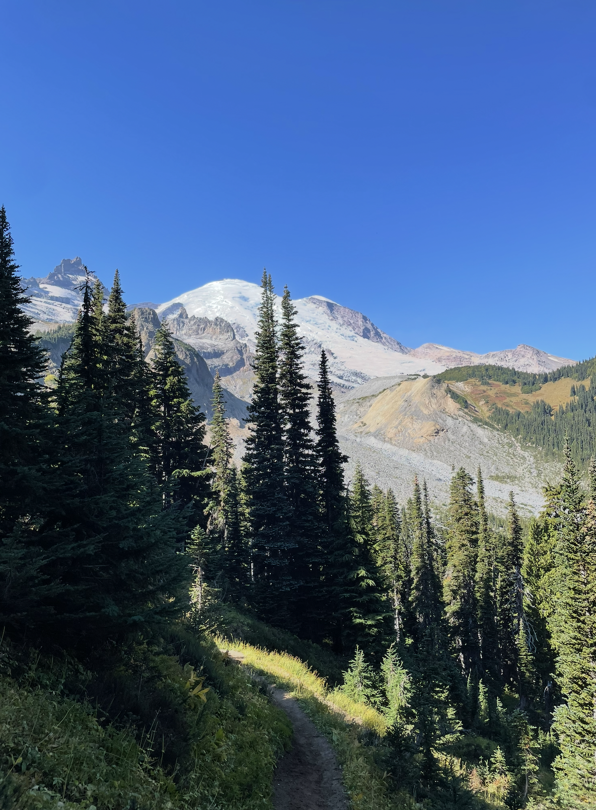 A forest trail leading through tall pine trees to snow-capped mountains under a clear blue sky.
