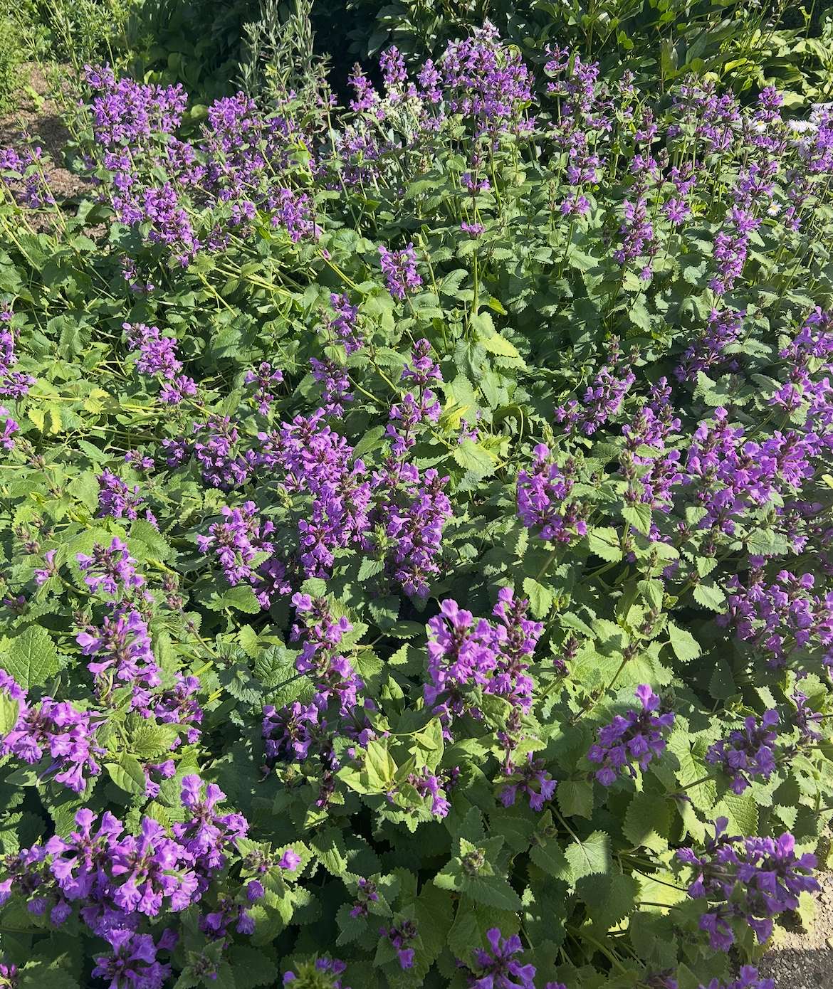 Purple flowering plants with green leaves in a garden.