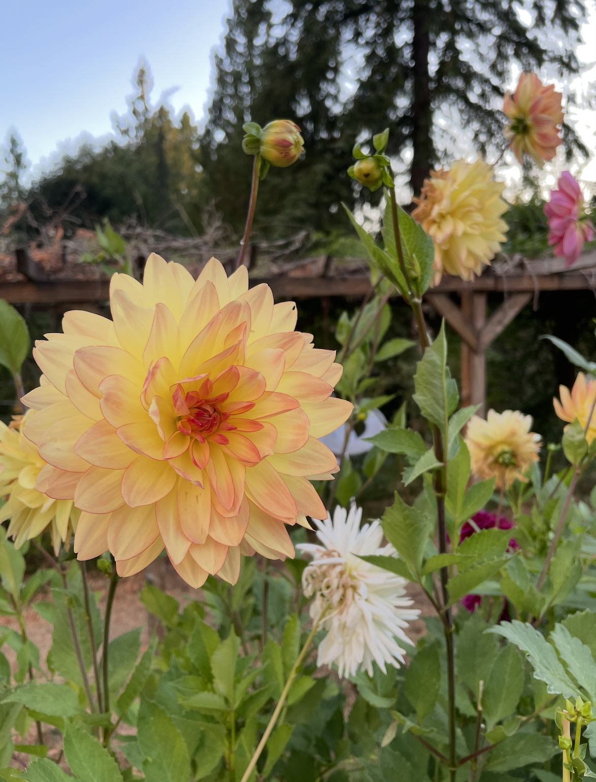 Close-up of a large yellow-orange dahlia flower with smaller buds and leaves, with a blurred background of trees and a wooden structure.