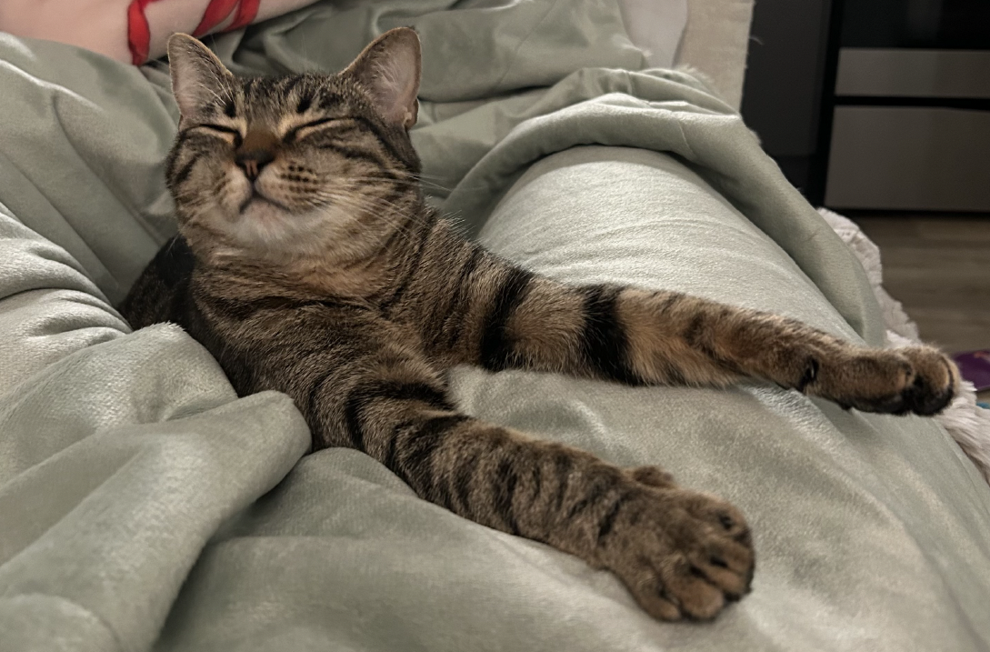 A tabby cat lying relaxed on a light-colored blanket with eyes closed and front legs stretched out.