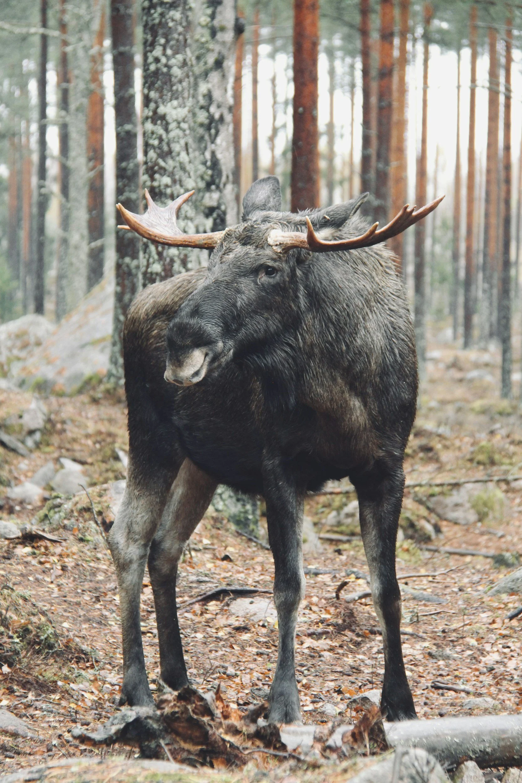 Ein Elch in einem Wald mit Kiefern, sitzend auf Laub und Steinen.