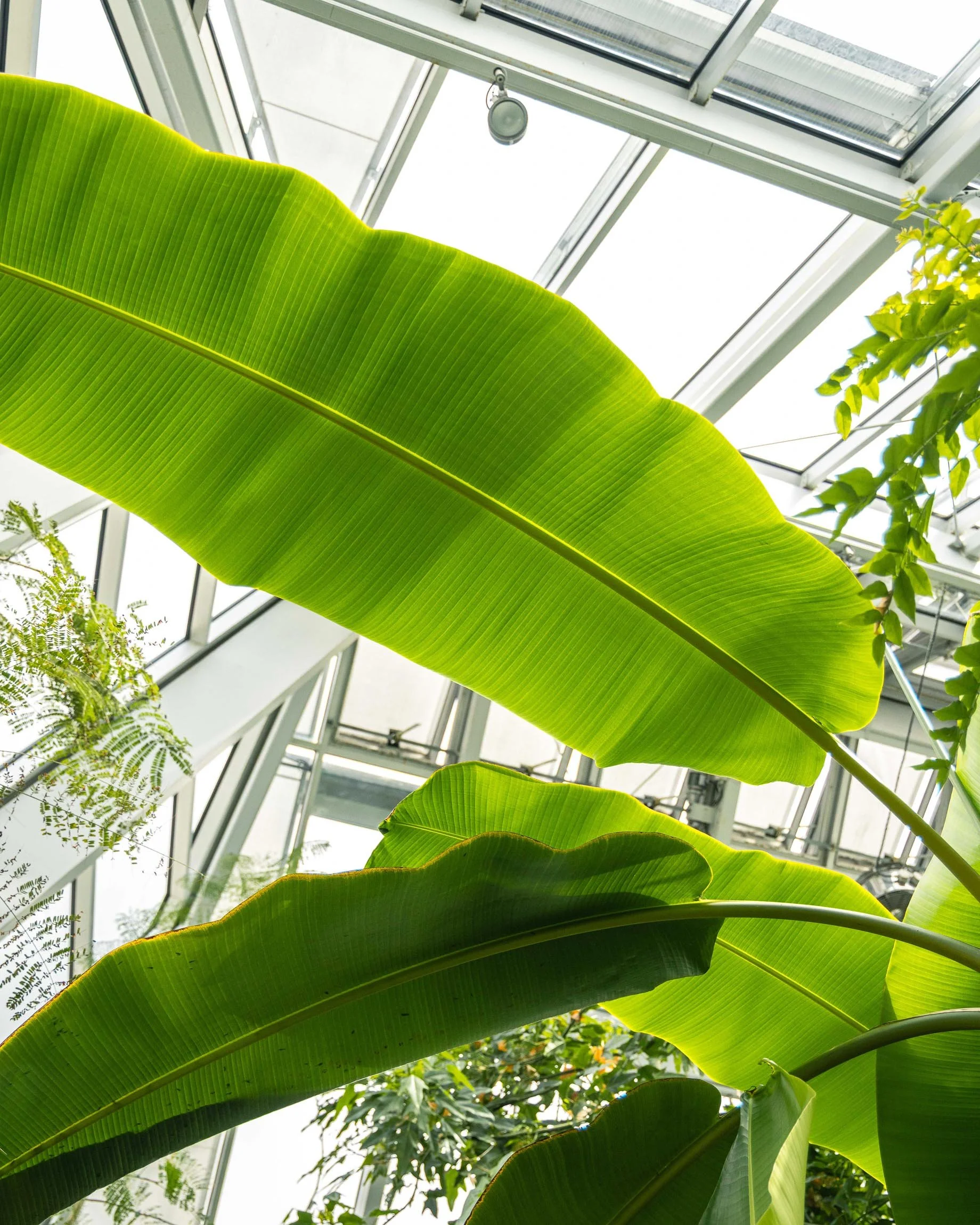 Giardini di Trauttsmandorf, Merano. Foglie verdi di grandi dimensioni in un ambiente di serre o giardino tropicale con struttura in vetro

© Alessandro Holneider