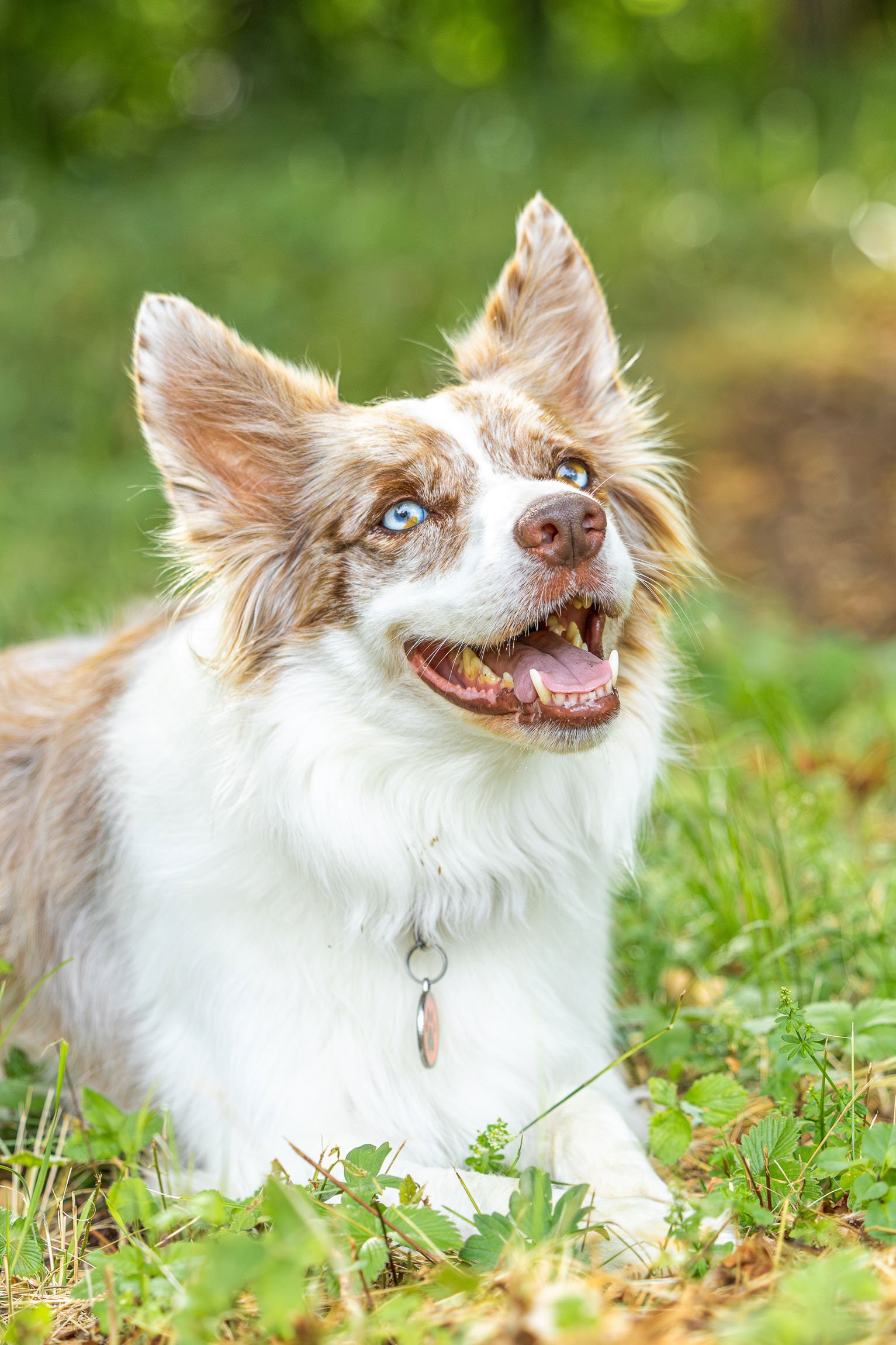 Cane con orecchie erette, occhi azzurri e pelo bianco e marrone, sdraiato sull'erba in un ambiente naturale.

© Alessandro Holneider
