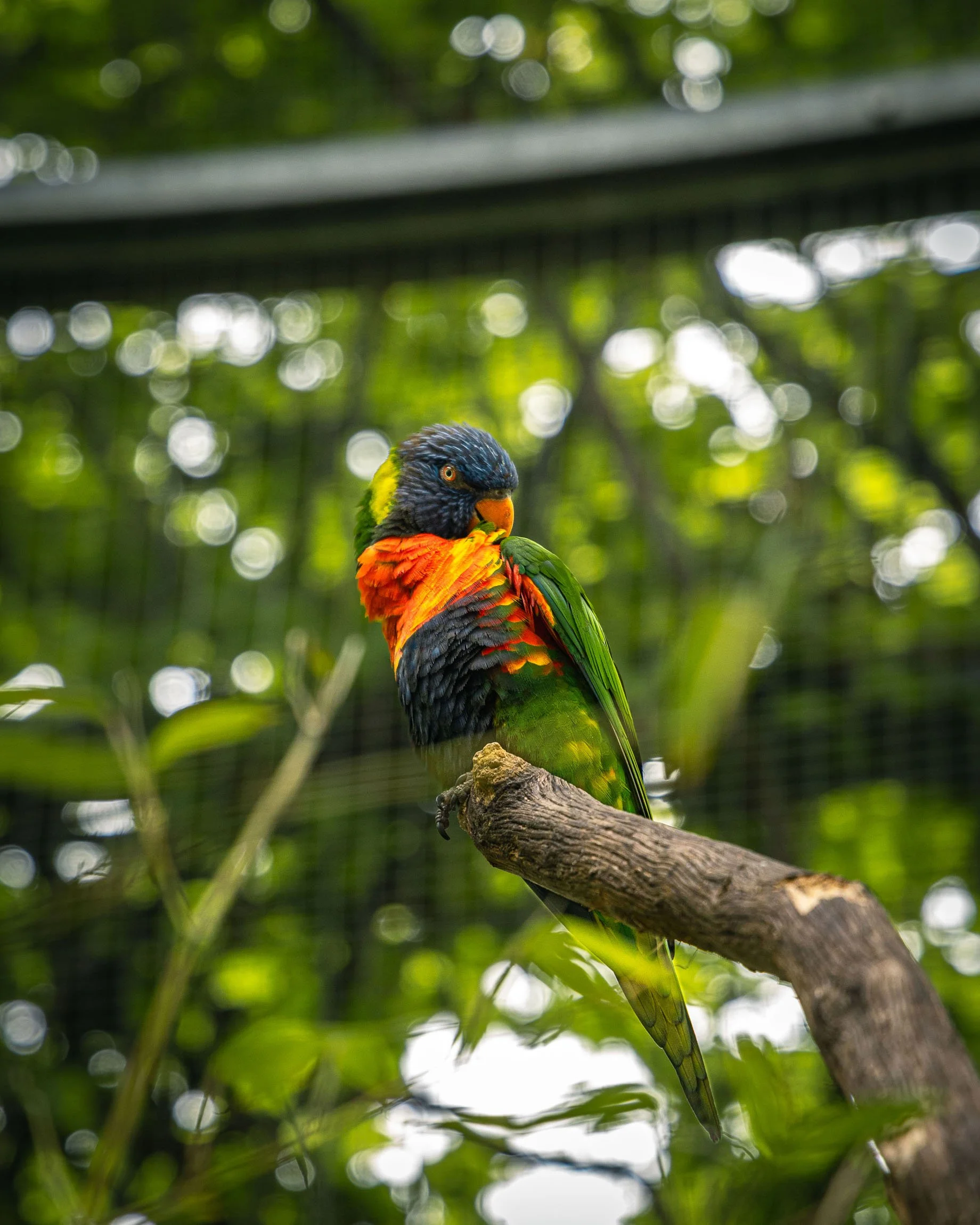 Un uccello colorato su un ramo in un ambiente naturale, con sfondo di foglie e luce diffusa.