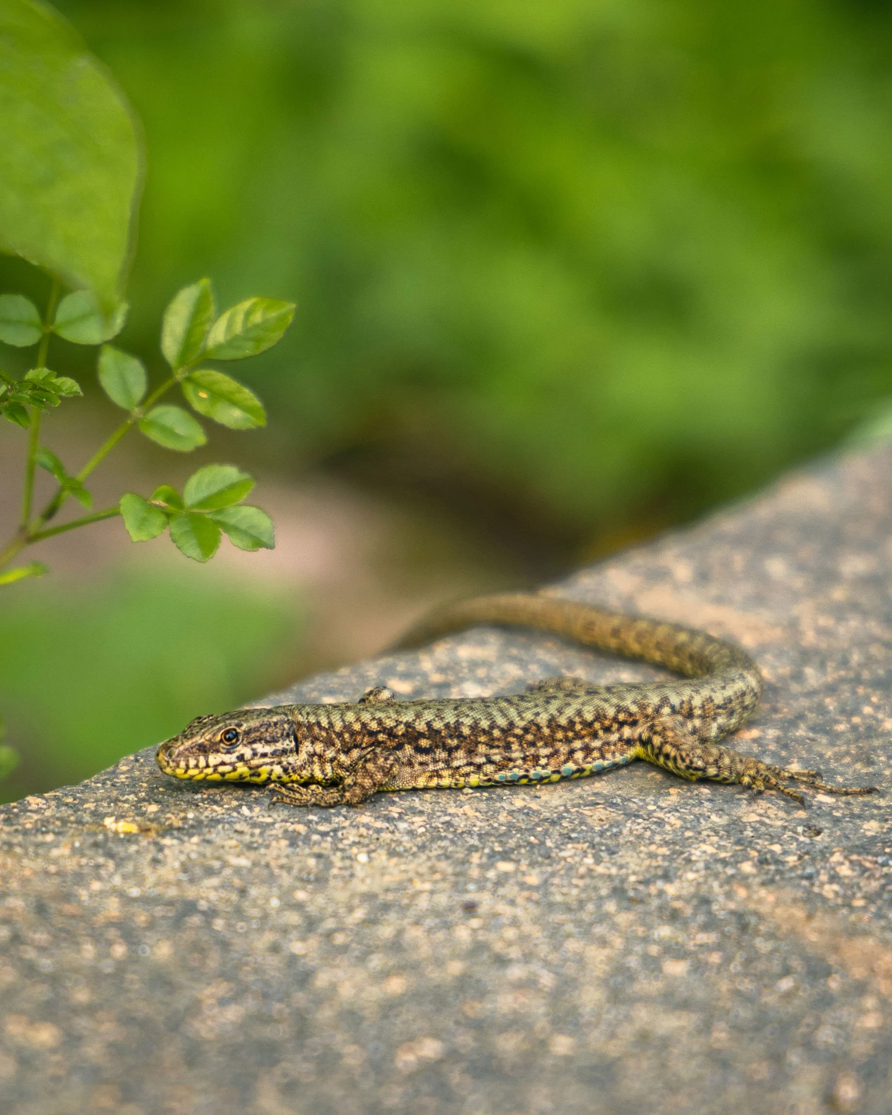 Un rettile, probabilmente una lucertola, sdraiato su una superficie rocciosa con sfondo verde di piante.

© Alessandro Holneider