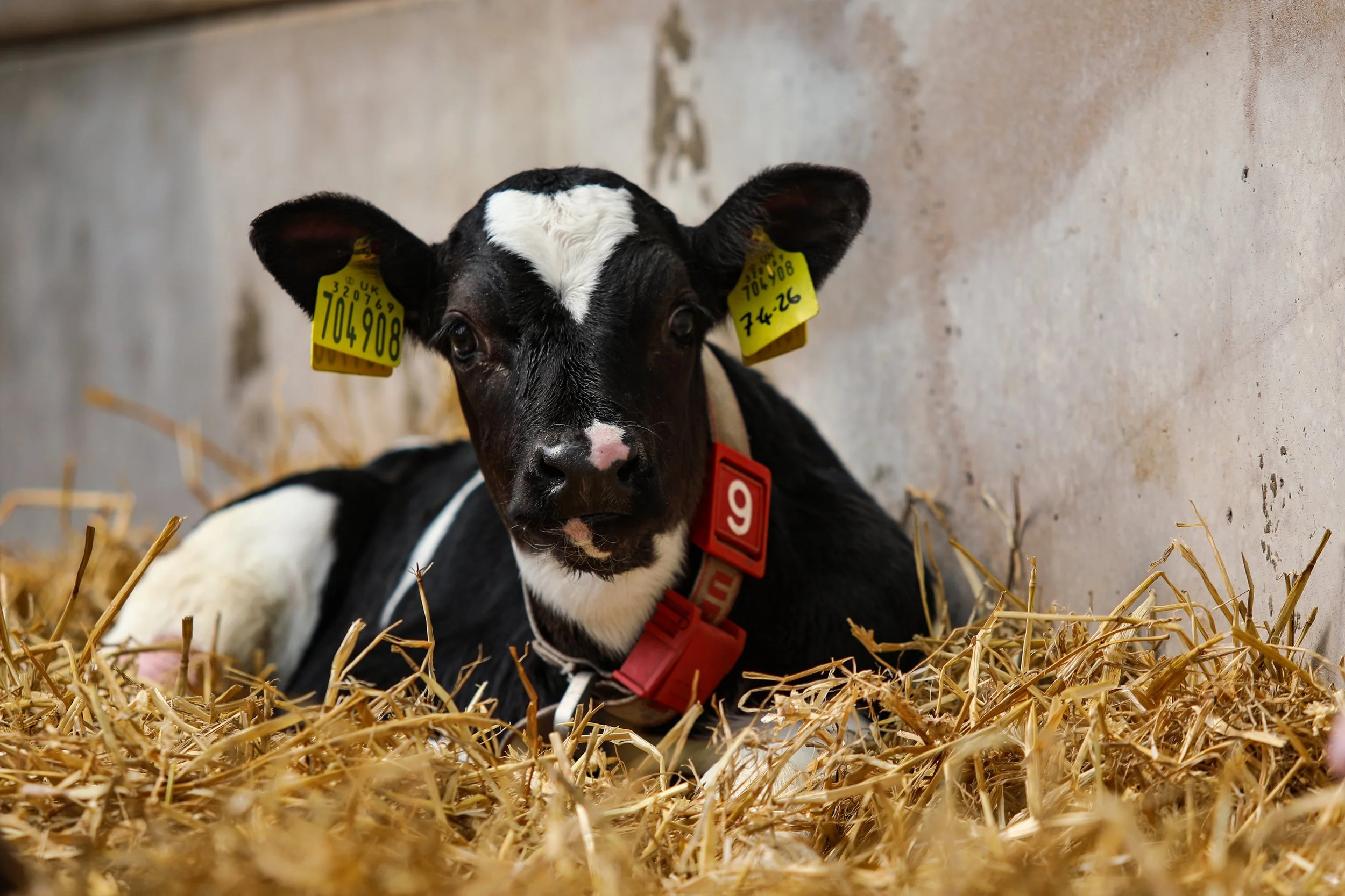Calf Rearing Course