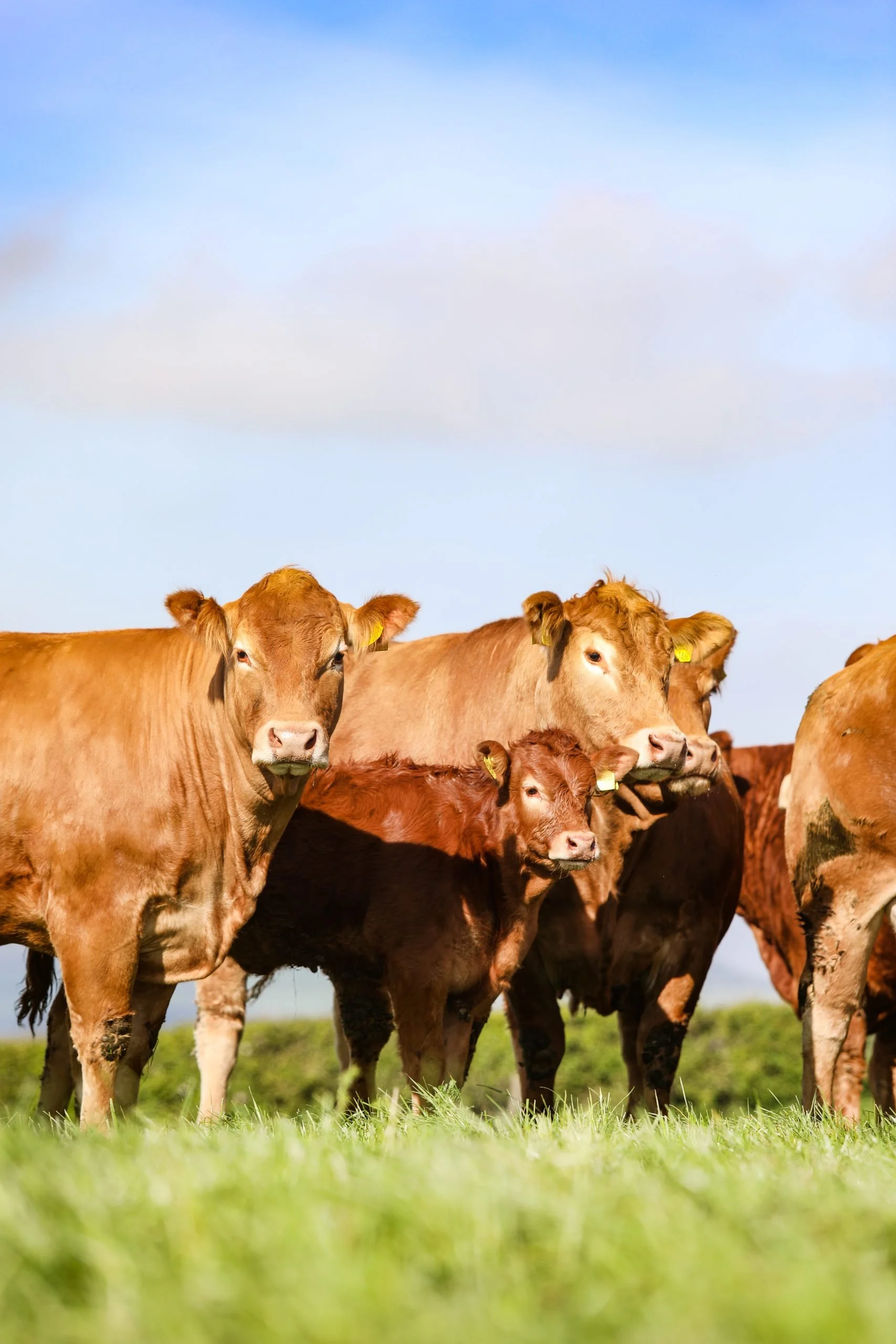 Moo-ve over disease! - Five herd health challenges