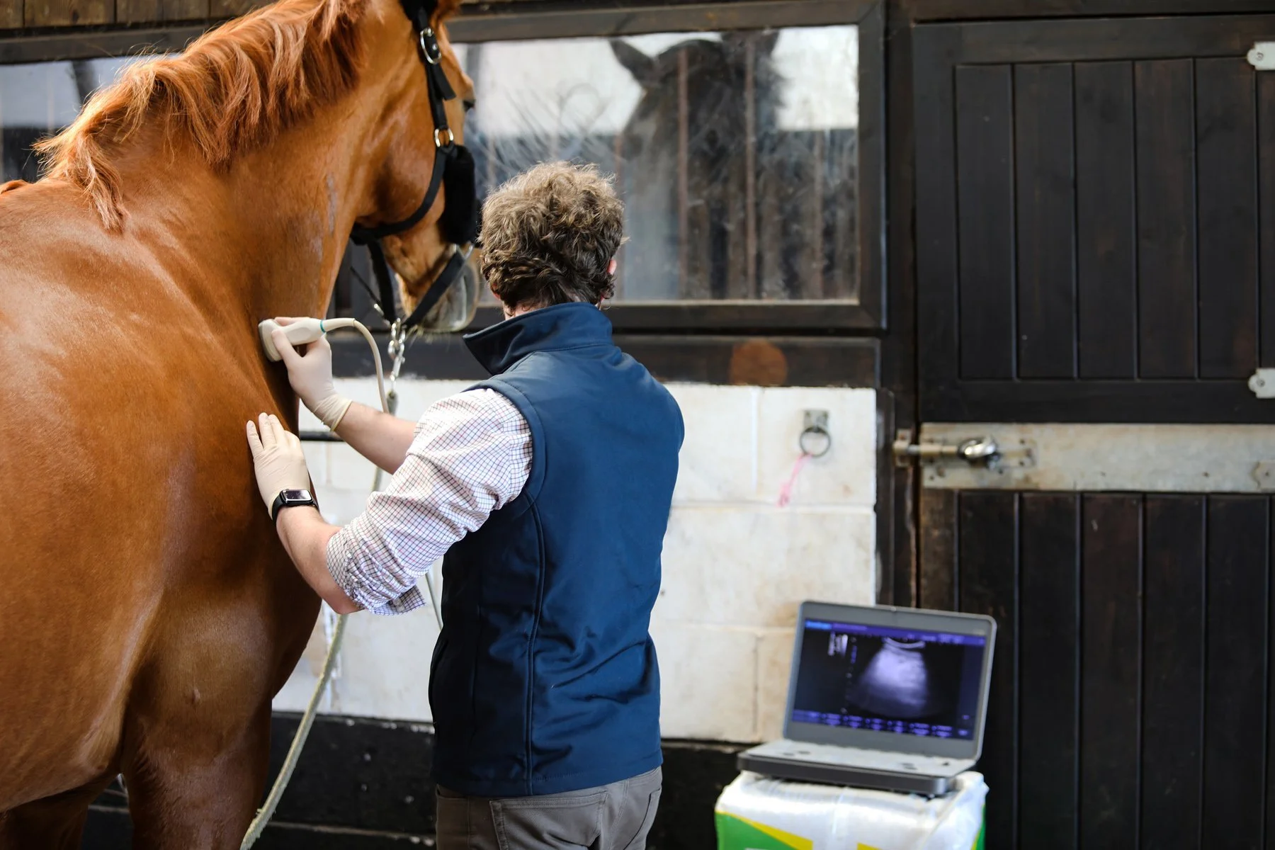 Beyond the obvious - Equine Client Evening