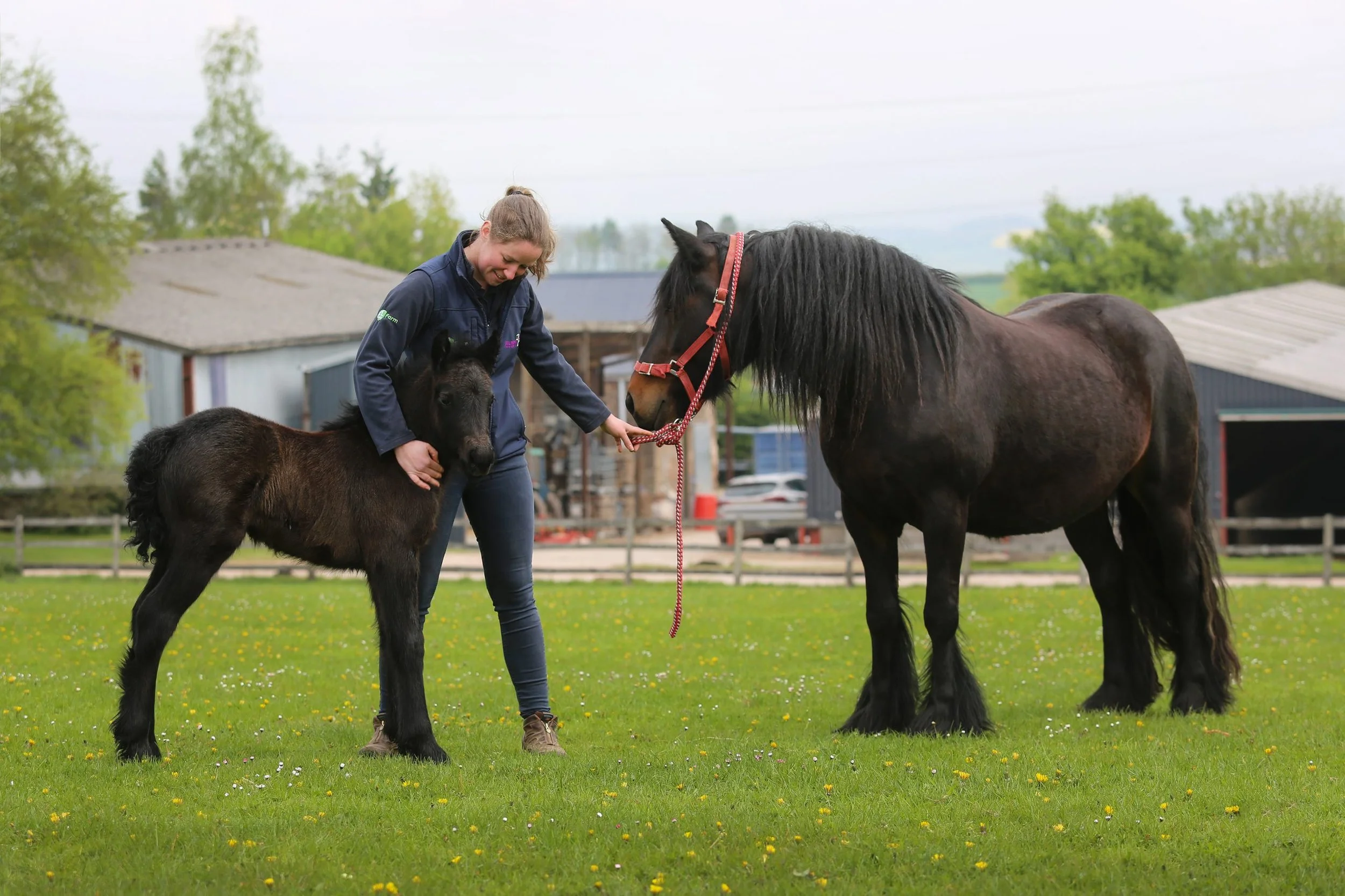 Equine vets
