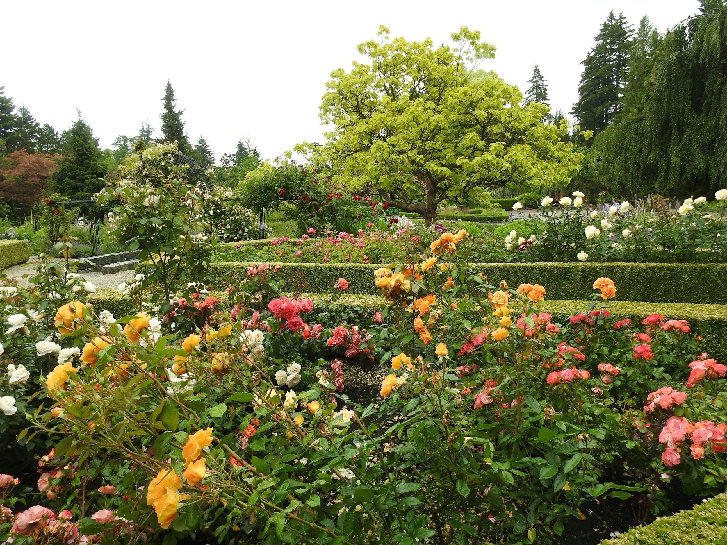 A lush garden with a variety of blooming flowers in yellow, white, pink, and orange, surrounded by trimmed hedges and large trees.