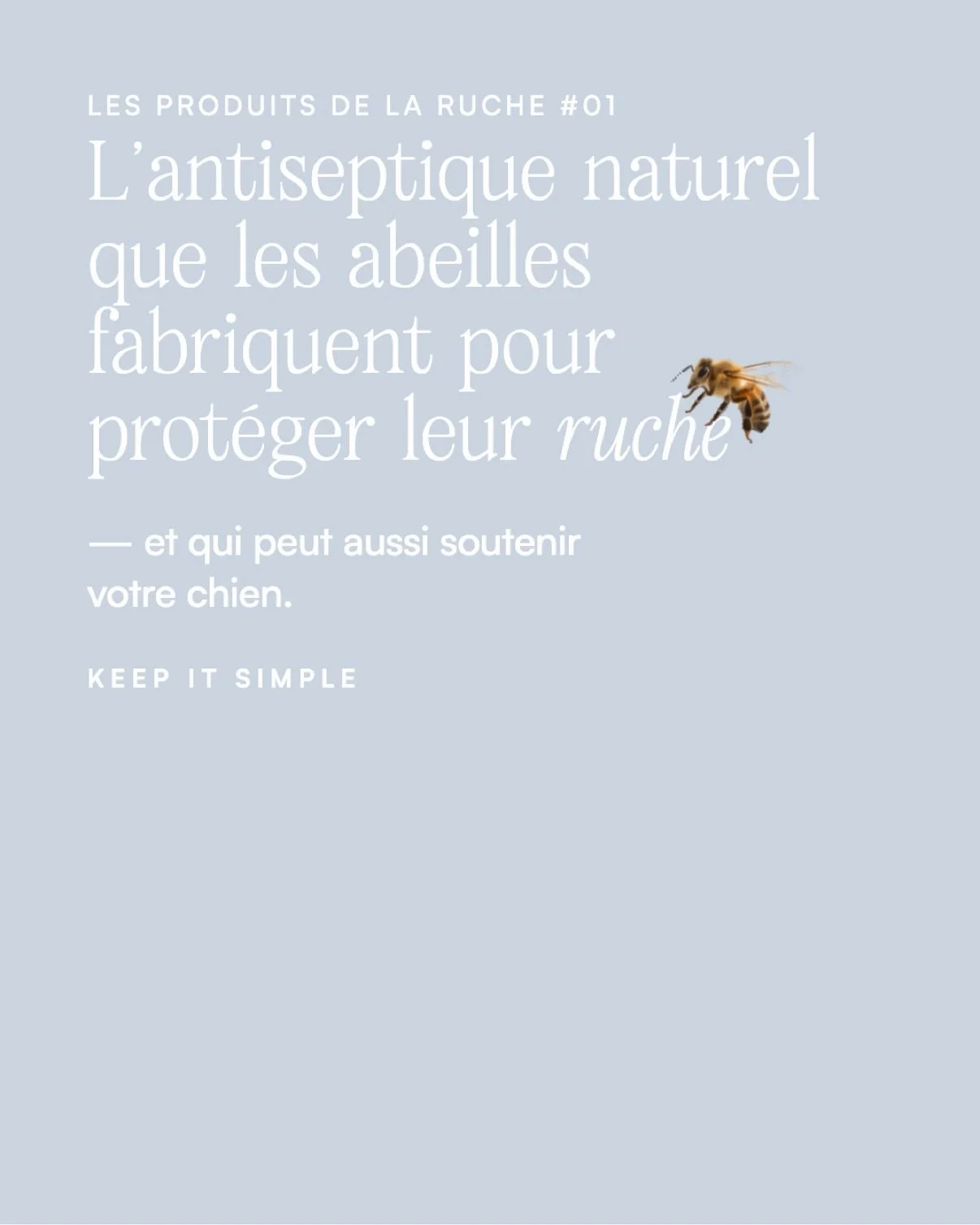 🐝 La propolis, c&rsquo;est l&rsquo;un des produits de la ruche les plus int&eacute;ressants en accompagnement naturel, &agrave; condition de bien l&rsquo;utiliser. 
🐝 &Agrave; l&rsquo;approche de l&rsquo;hiver, c&rsquo;est aussi l&rsquo;un des atou