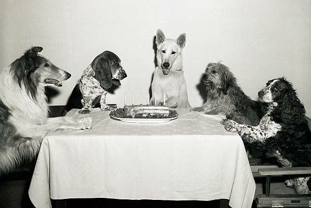 Cinq chiens assis autour d'une table, semblant célébrer un anniversaire avec un gâteau.