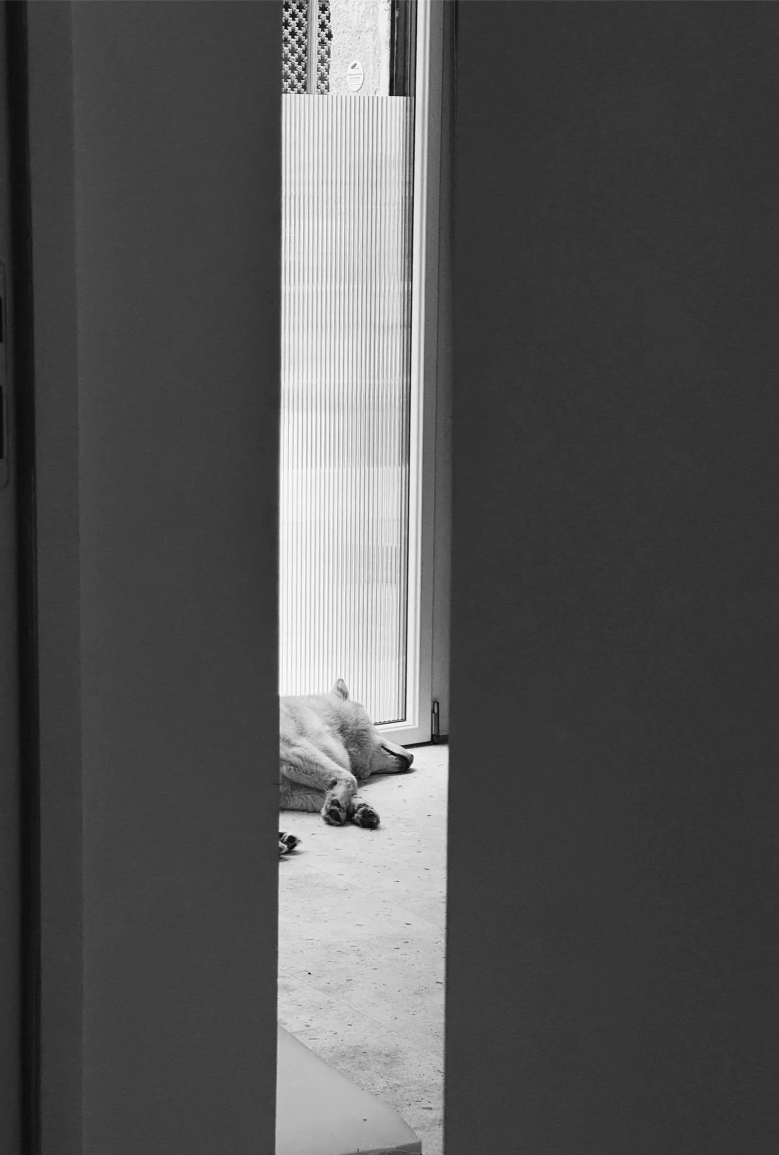 Un chien blanc couché à l'entrée d'une maison, à proximité d'une porte vitrée, vu à travers un passage entre deux murs.