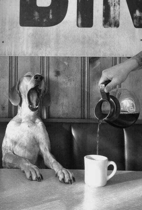 Un chien assis à une table avec une bouche ouverte comme s'il aboie, pendant qu'une main verse du café d'une cafetière dans une tasse blanche.