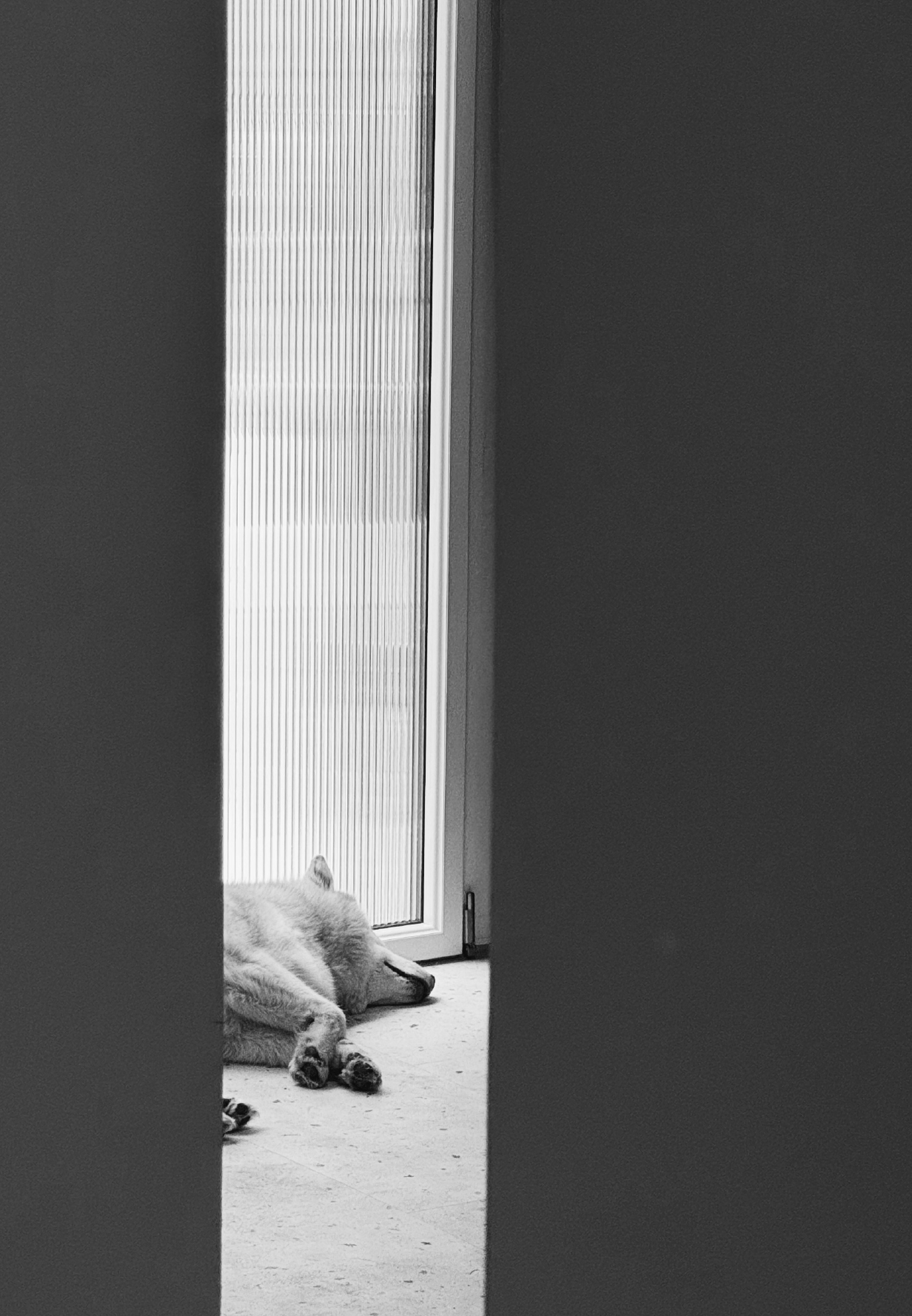 Un chien blanc couché à côté d'une porte vitrée, vu partiellement, dans une pièce sombre.