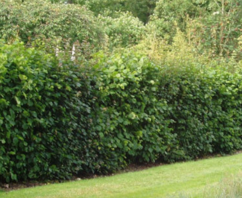 A row of green shrubbery in front of a grassy lawn with trees in the background.