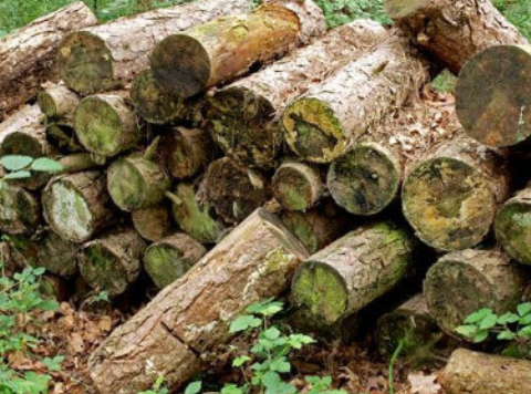 Stacked logs of cut wood in a forest setting with moss and small plants.