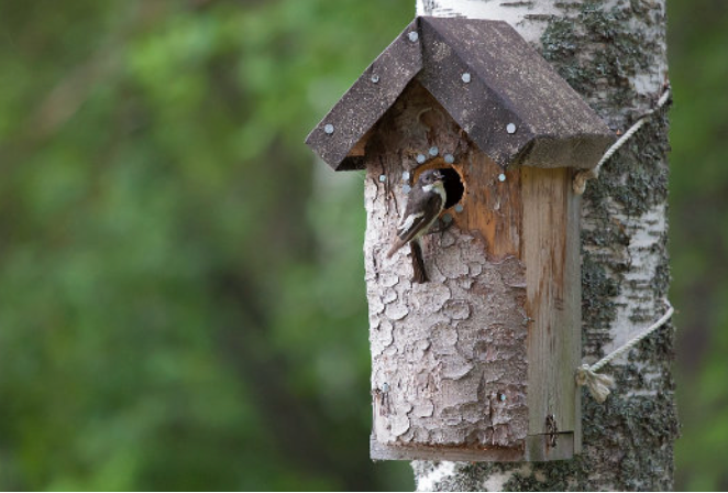 Birdhouse mounted on a tree with weathered wood and a small bird peeking out of the entrance hole.