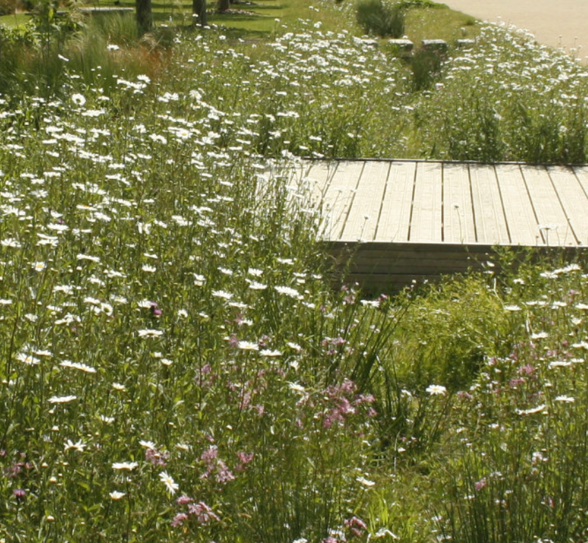 A wooden pathway extending into a lush, green field filled with daisies and various wildflowers, under bright sunlight.