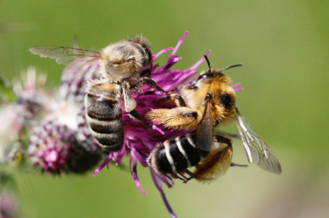 Two honeybees collecting nectar from a pink flower.