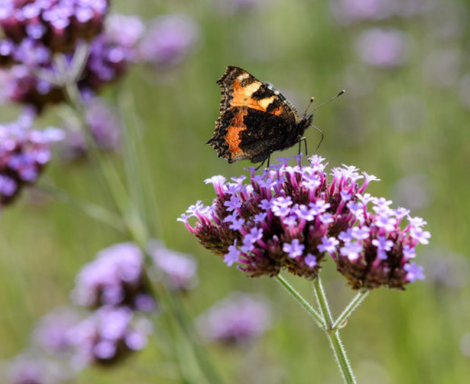 A butterfly perched on purple flowers in a green field.