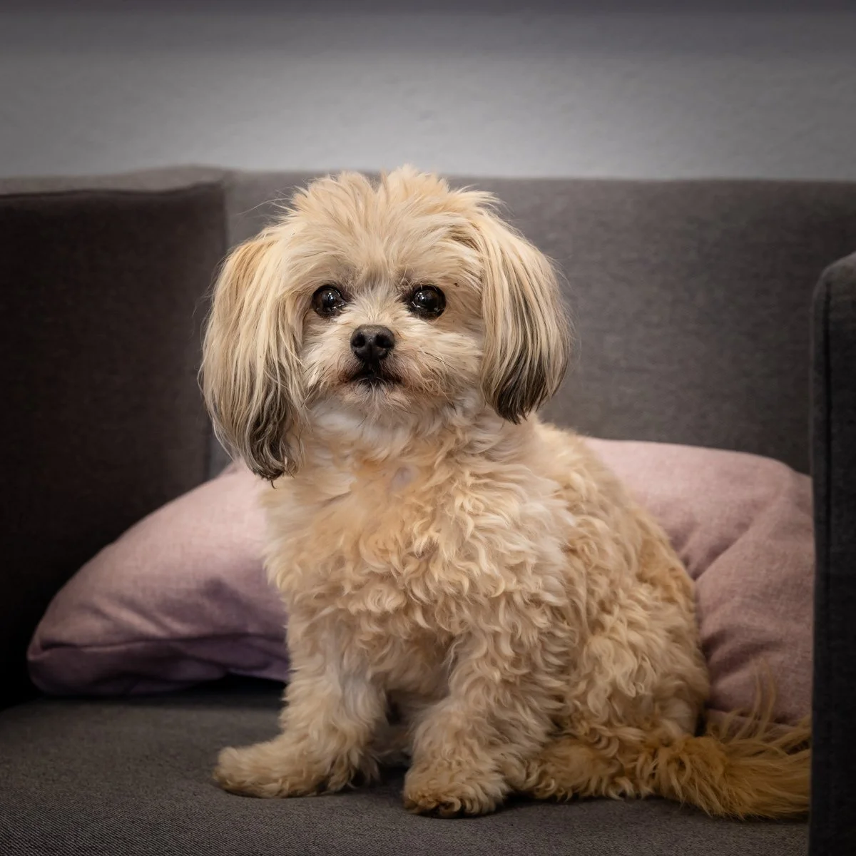 Ein kleiner Hund sitzt auf einem grauen Sofa mit einem lila Kissen im Hintergrund.