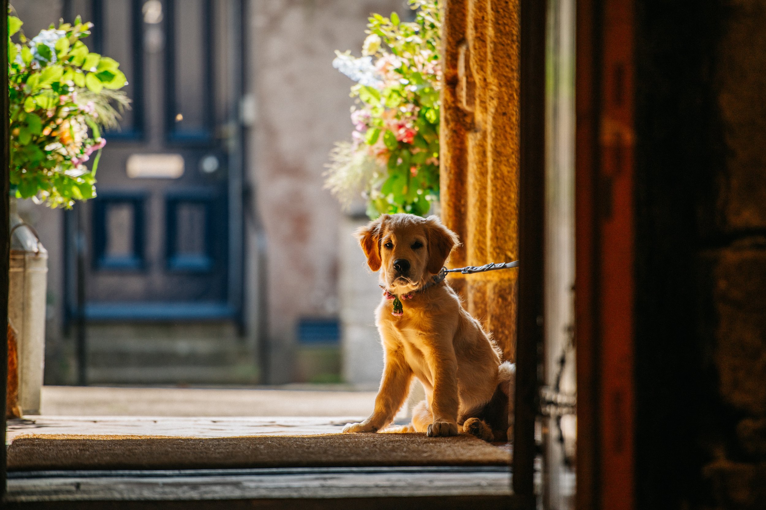 Cornwall wedding photographer who loves capturing dogs at weddings