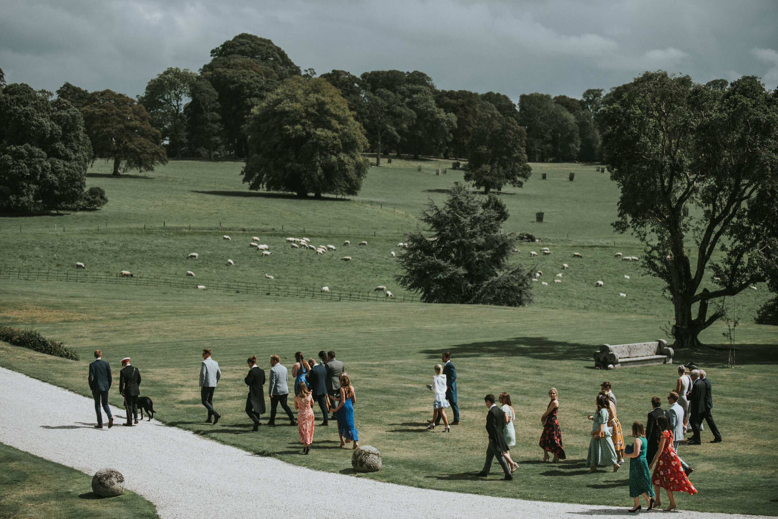 People in formal attire walking on a grassy park path on a cloudy day, with a large tree and green fields with sheep in the background.