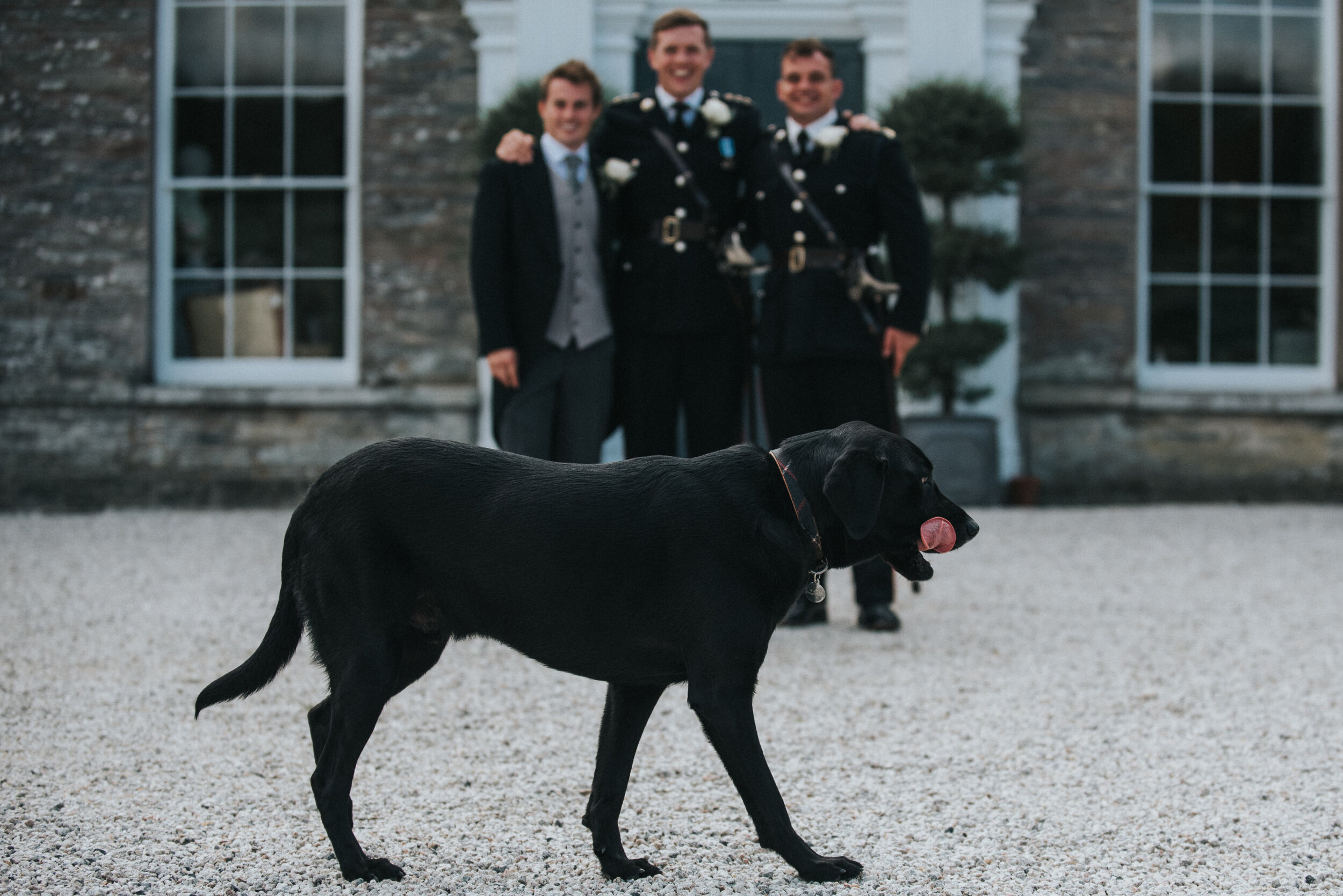 A black Labrador retriever is walking on gravel with its tongue out, in front of three men dressed in formal uniforms. The men stand in front of a stone building with large windows.