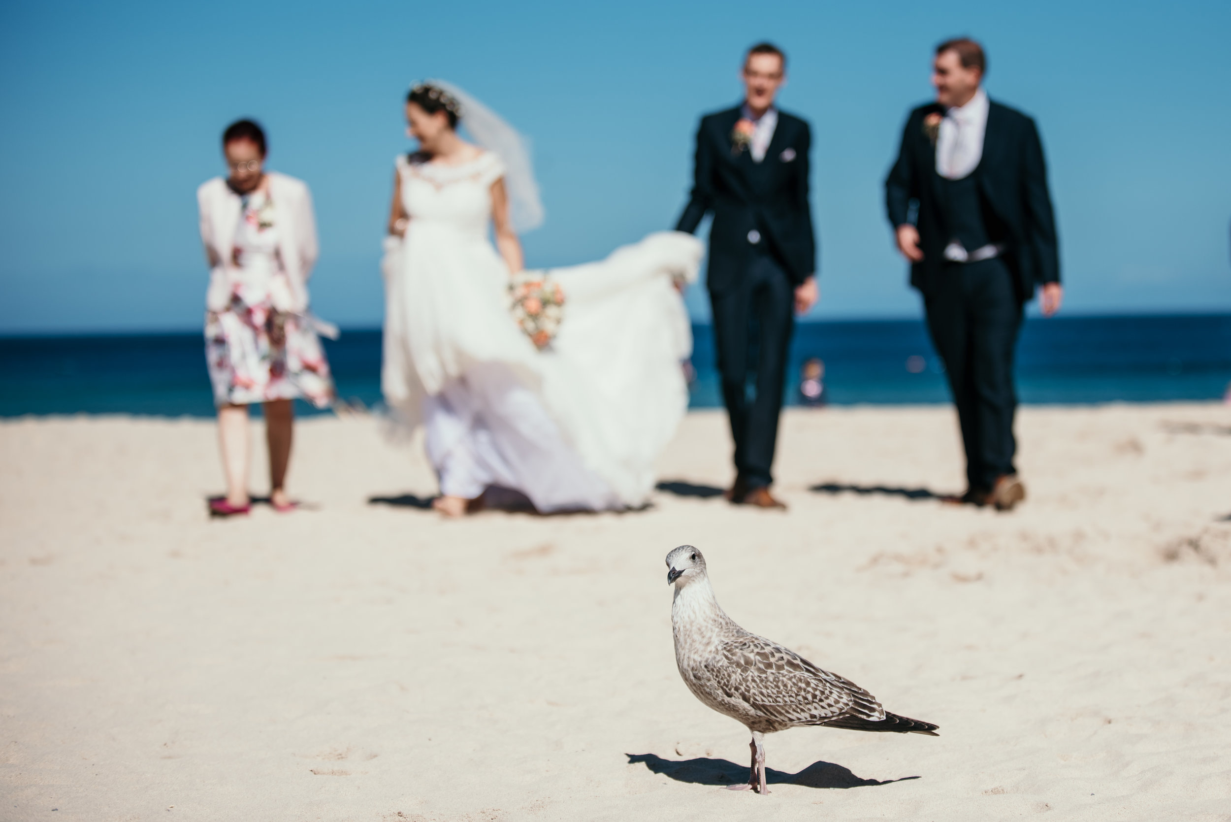 A seagull standing on sandy beach in the foreground, with a group of five people dressed in wedding attire walking along the beach in the background.