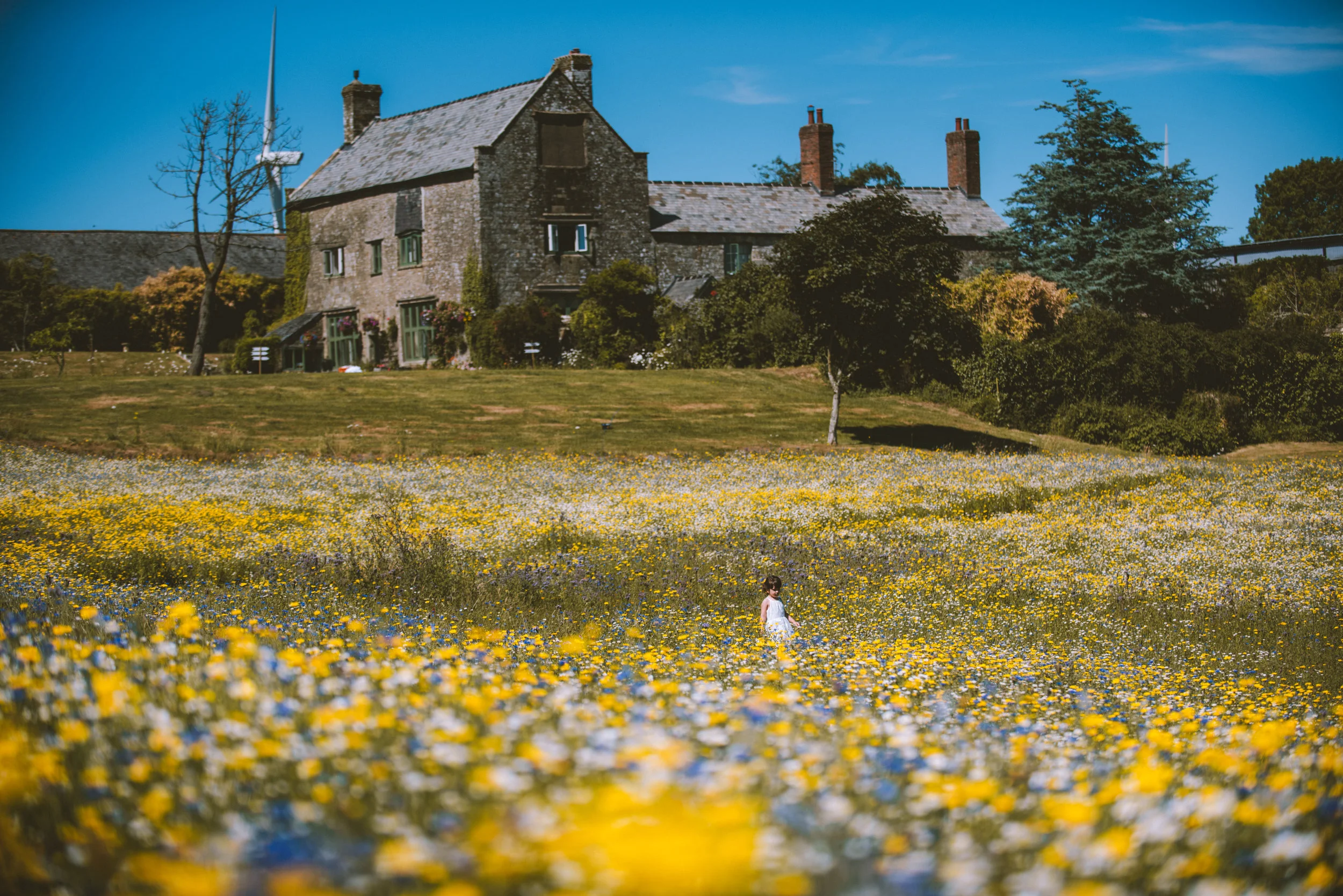 A girl walking through a field of yellow and white flowers with a large stone house and trees in the background under a blue sky.