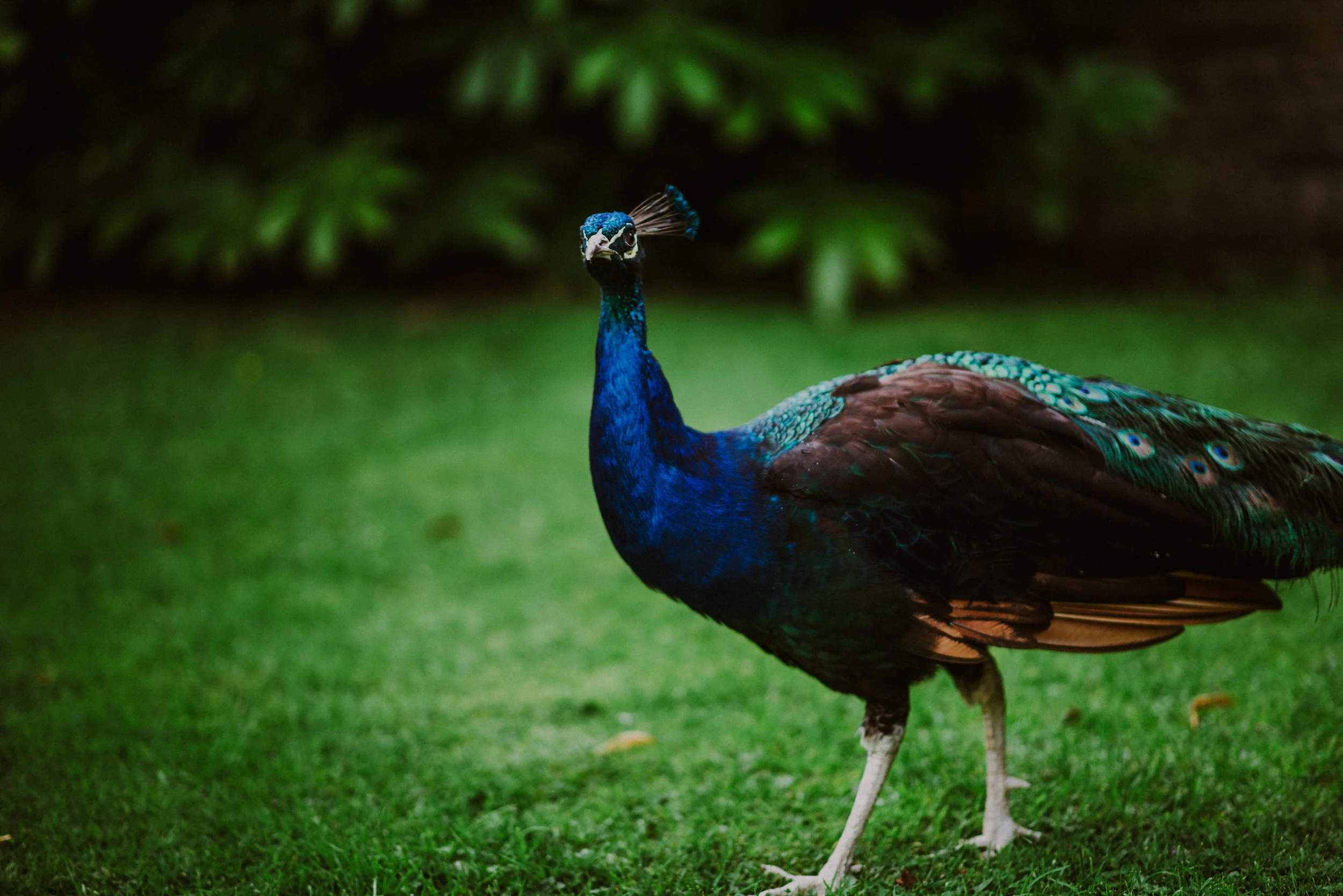A colorful peacock standing on green grass with a blurred green leafy background.