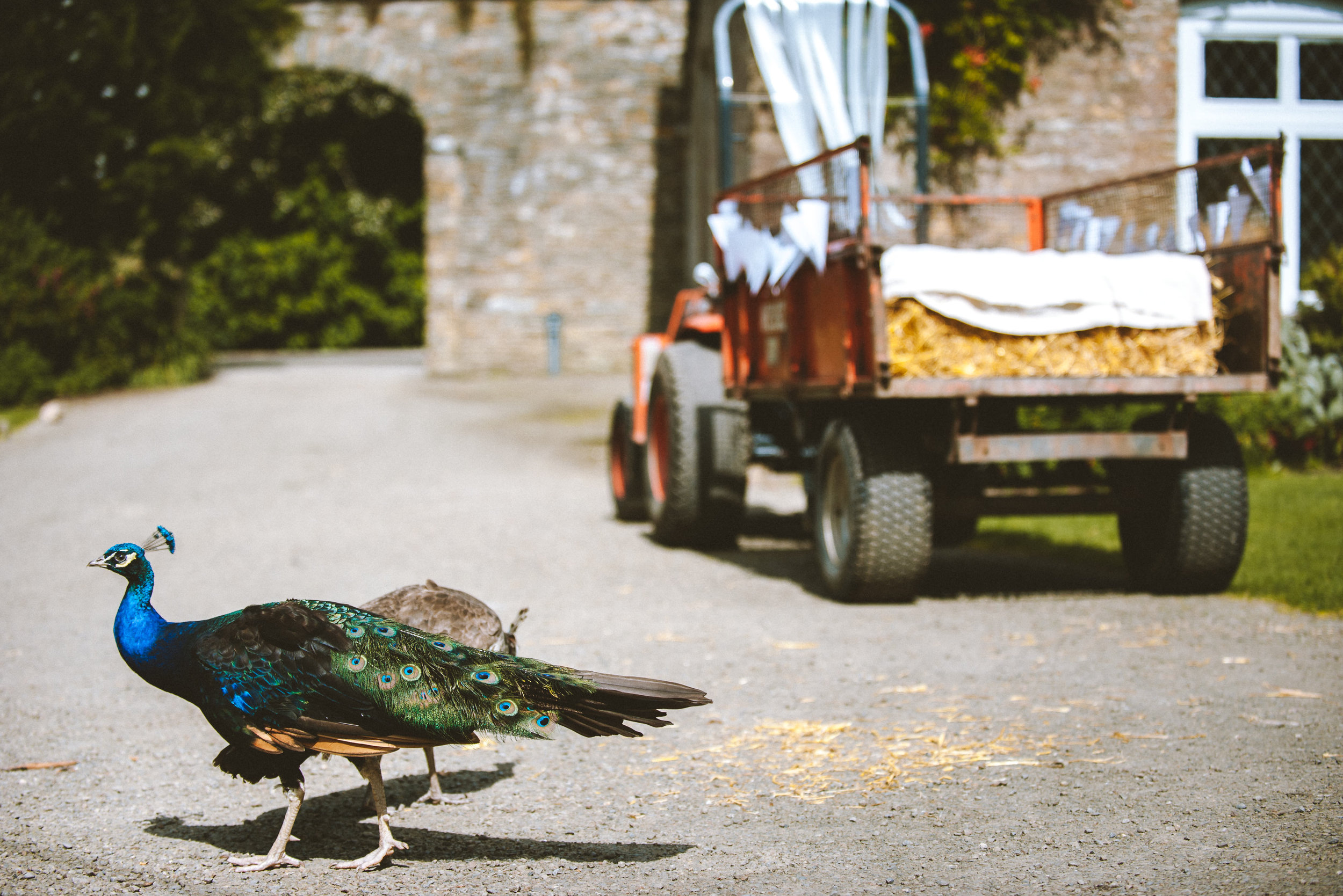 A male peacock with vibrant blue and green feathers walking on a gravel path, with a truck loaded with hay in the background.