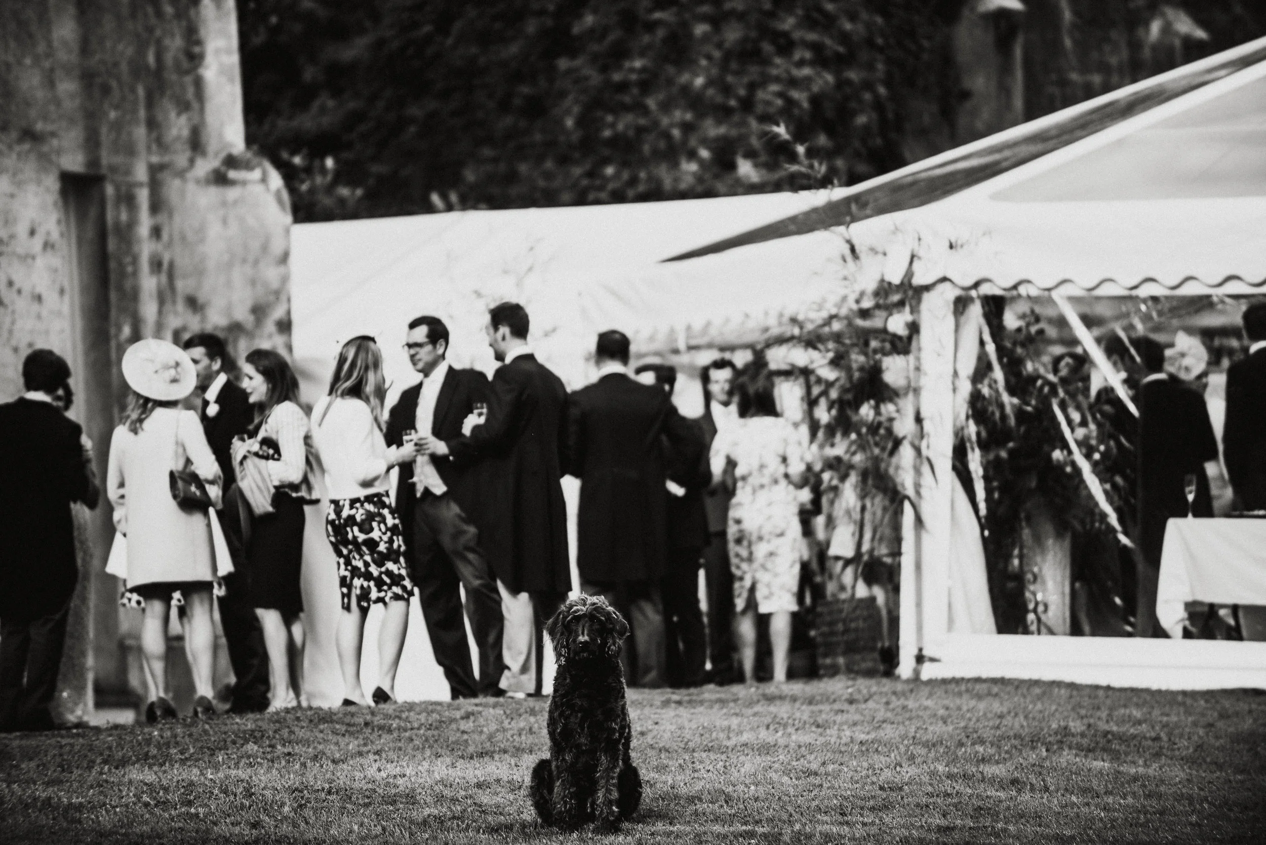 A black and white photo of a dog sitting on a grassy area in the foreground, with a group of people dressed in formal attire socializing in the background near a decorated outdoor tent, at what appears to be a wedding or formal event.