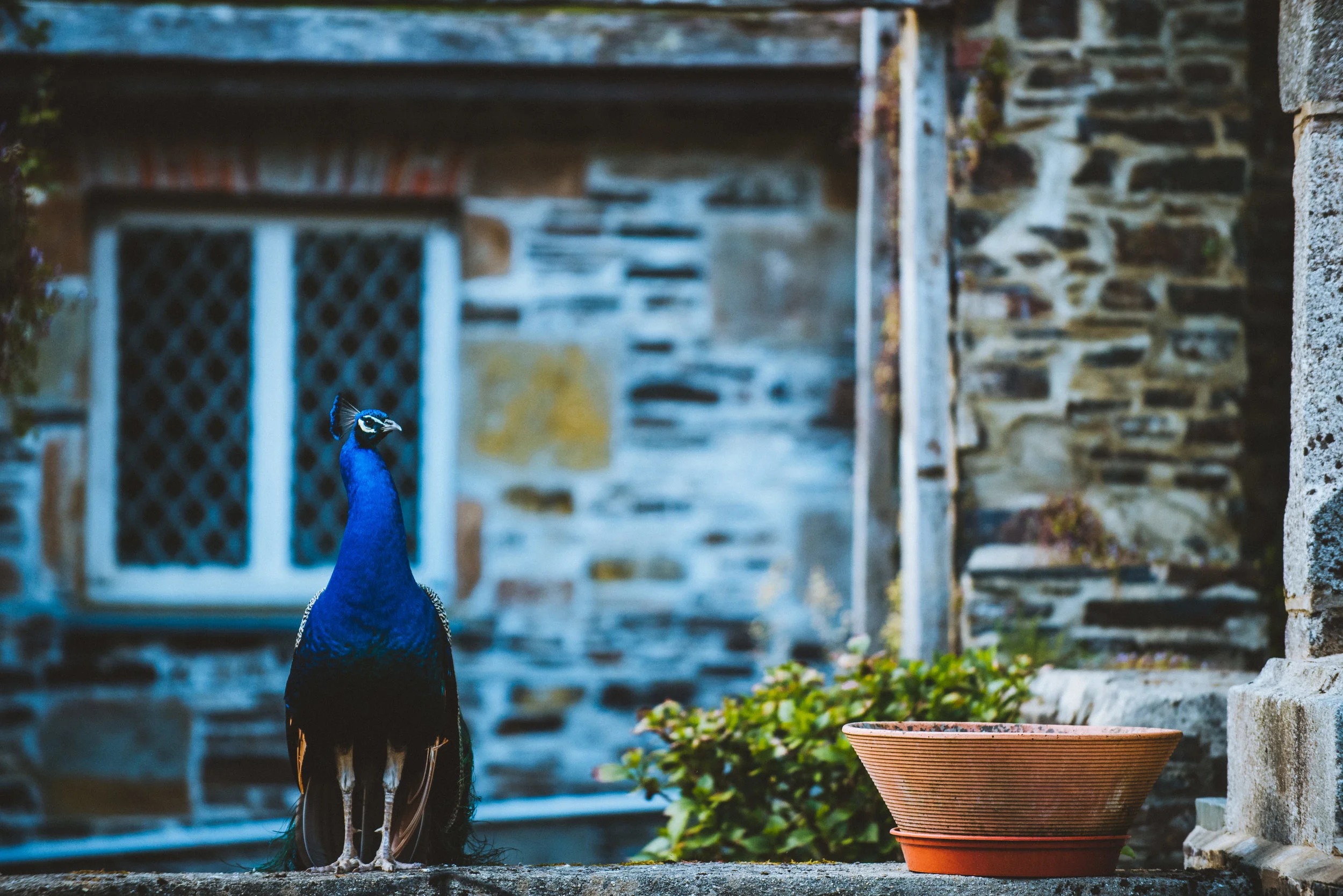 A peacock standing on a stone ledge in front of a stone wall with a window, next to a terracotta pot, with green foliage nearby.