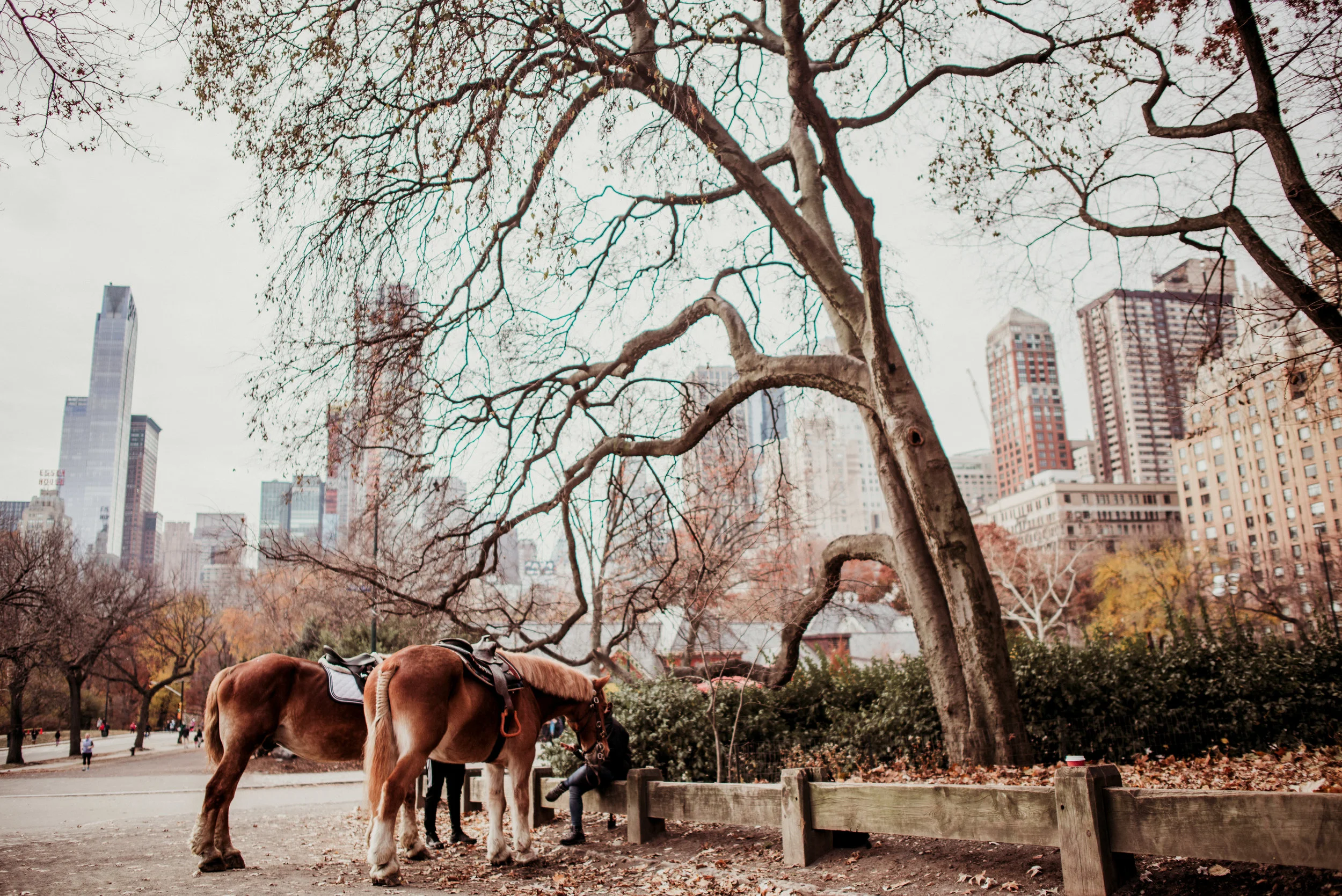 Two horses tied to a post in a park with a large leafless tree and city skyline in the background.