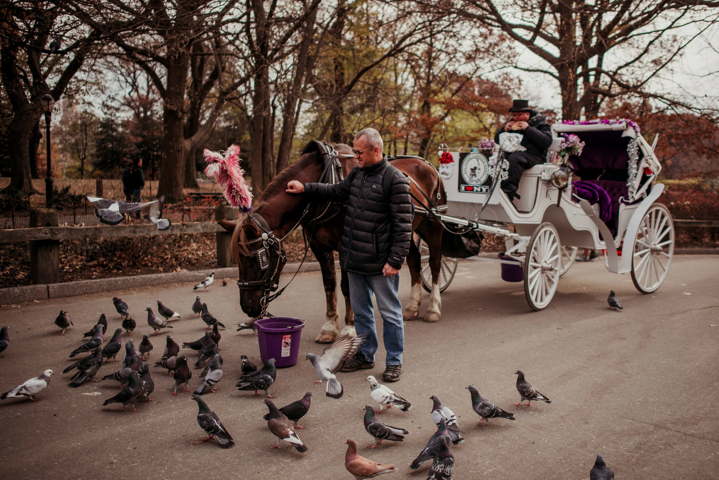 A man petting a horse stands near pigeons on the ground in a park with autumn trees. A decorated horse-drawn carriage, with a person sitting inside, is in the background.