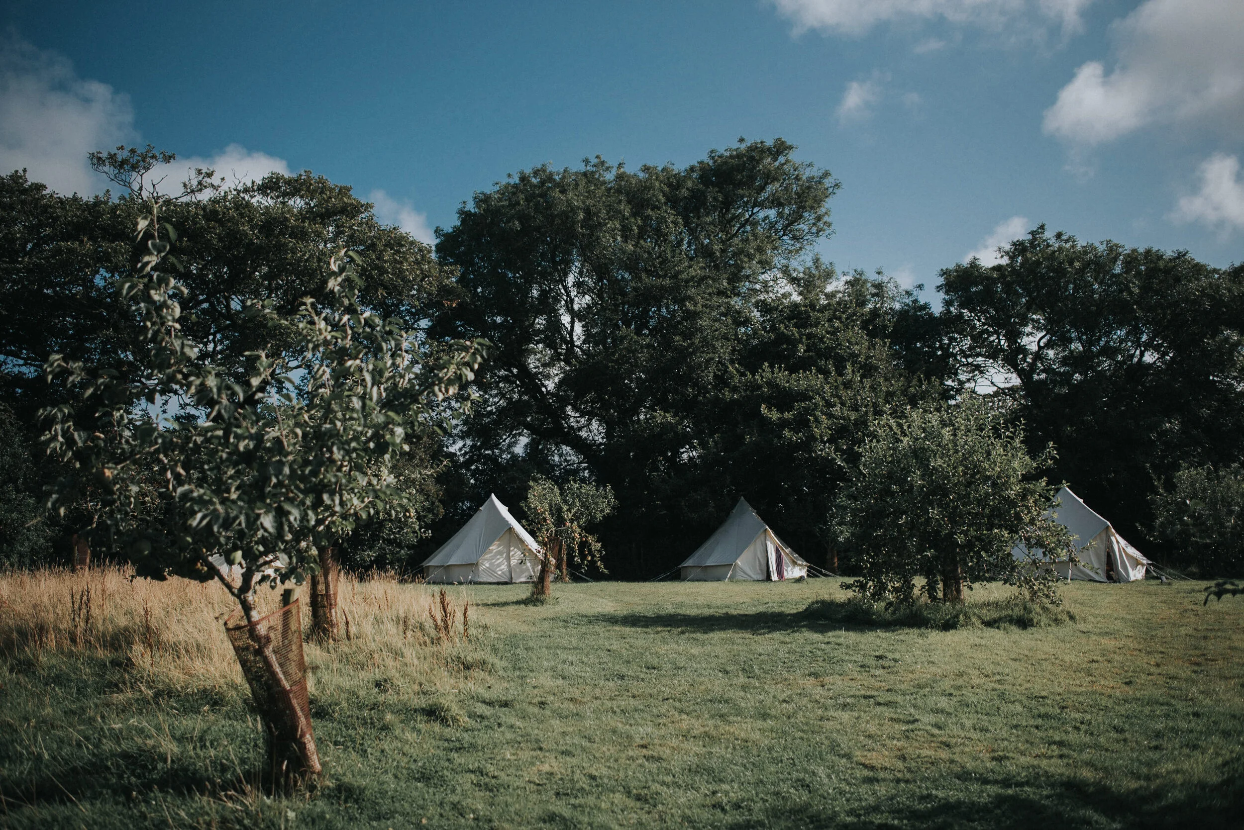 Three white canvas tents set up on a grassy field with tall trees in the background under a blue sky with some clouds.