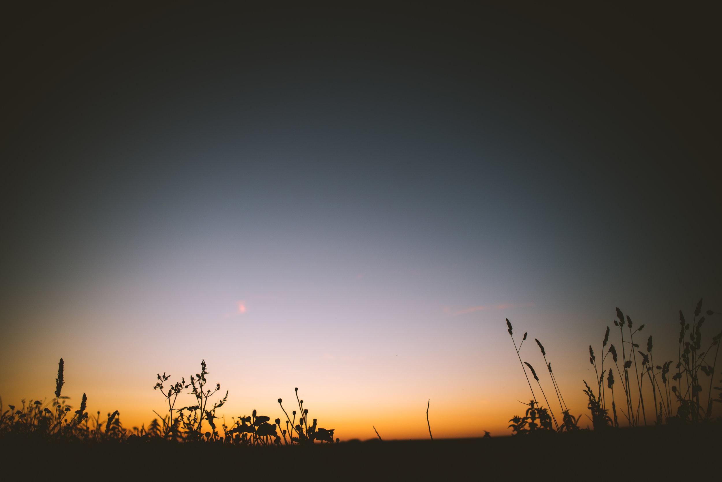 Silhouetted wildflowers and plants against a colorful sunset sky with a gradient from orange to gray.