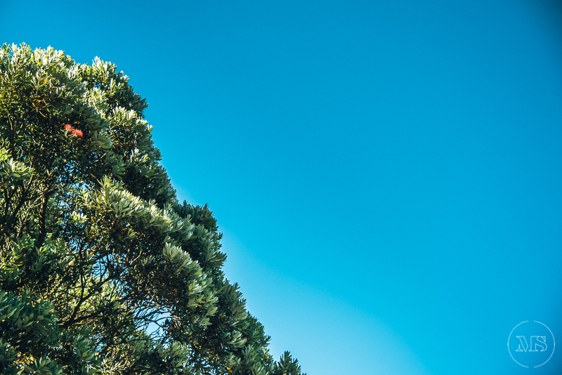 Isles of scilly photography. Close-up of green leafy tree on left side against a clear blue sky.