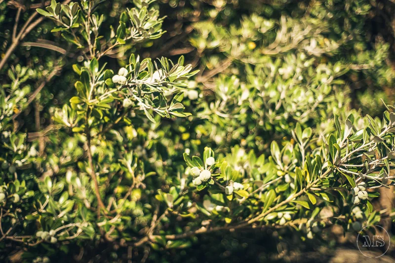 Close-up of green leafy shrub with small leaves and branches in sunlight.