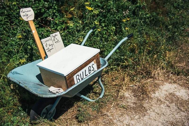 Isles of scilly photography. A weathered blue wheelbarrow filled with LED bulbs and garden vegetables, positioned on a farm or garden path among overgrown grass and yellow wildflowers.
